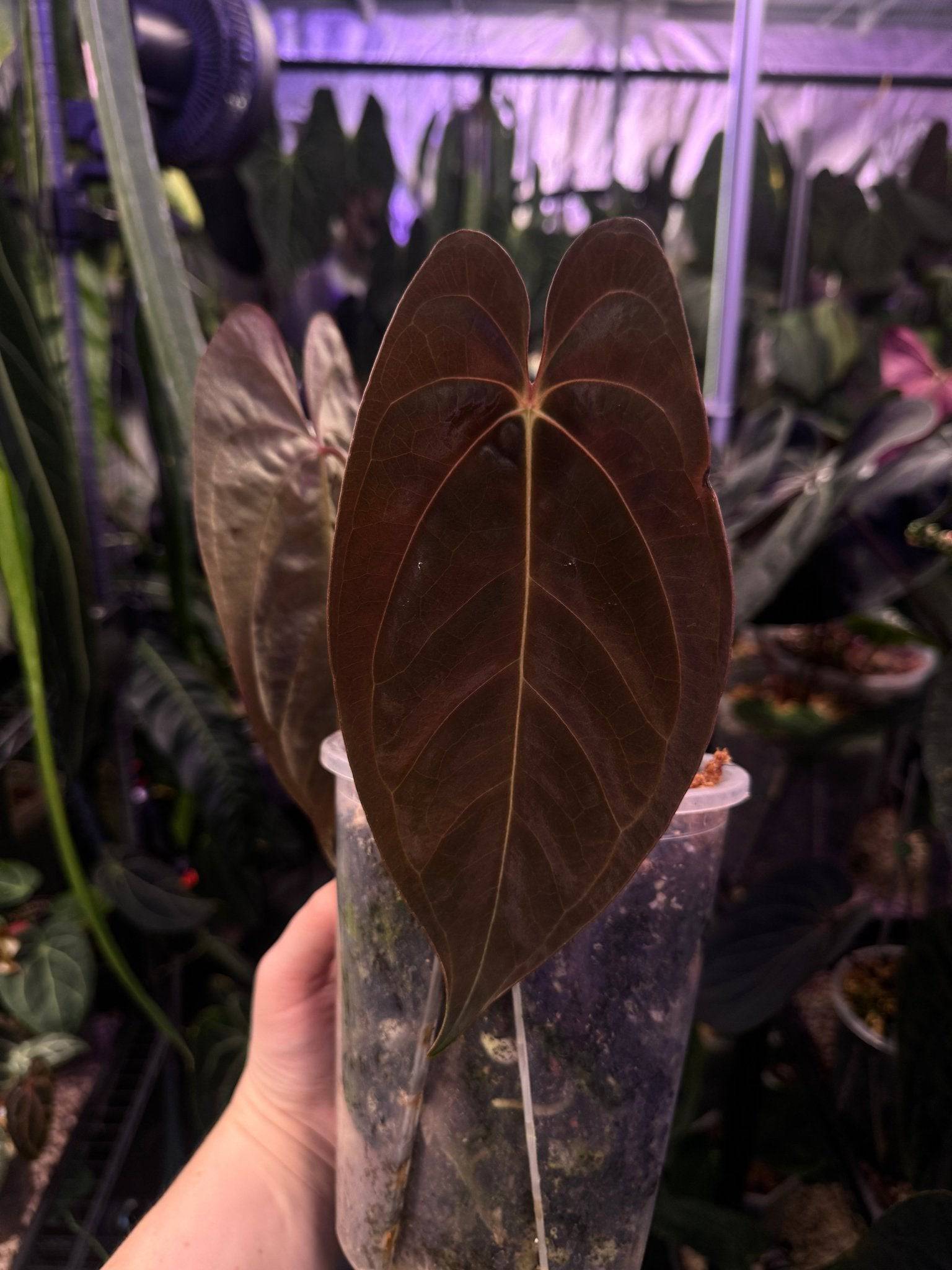 Anthurium Goliath - SMUKHI