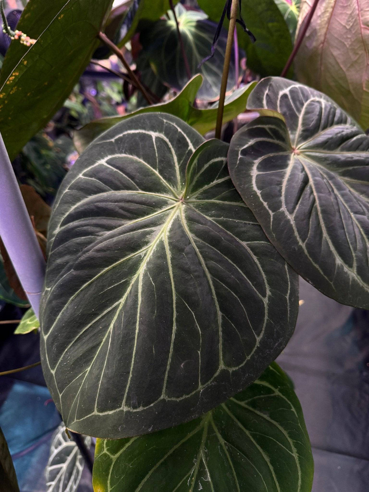 Healthy Anthurium HU ‘Round’ S1 plant with glossy green leaves and vibrant red flowers, cultivated by SMUKHI.