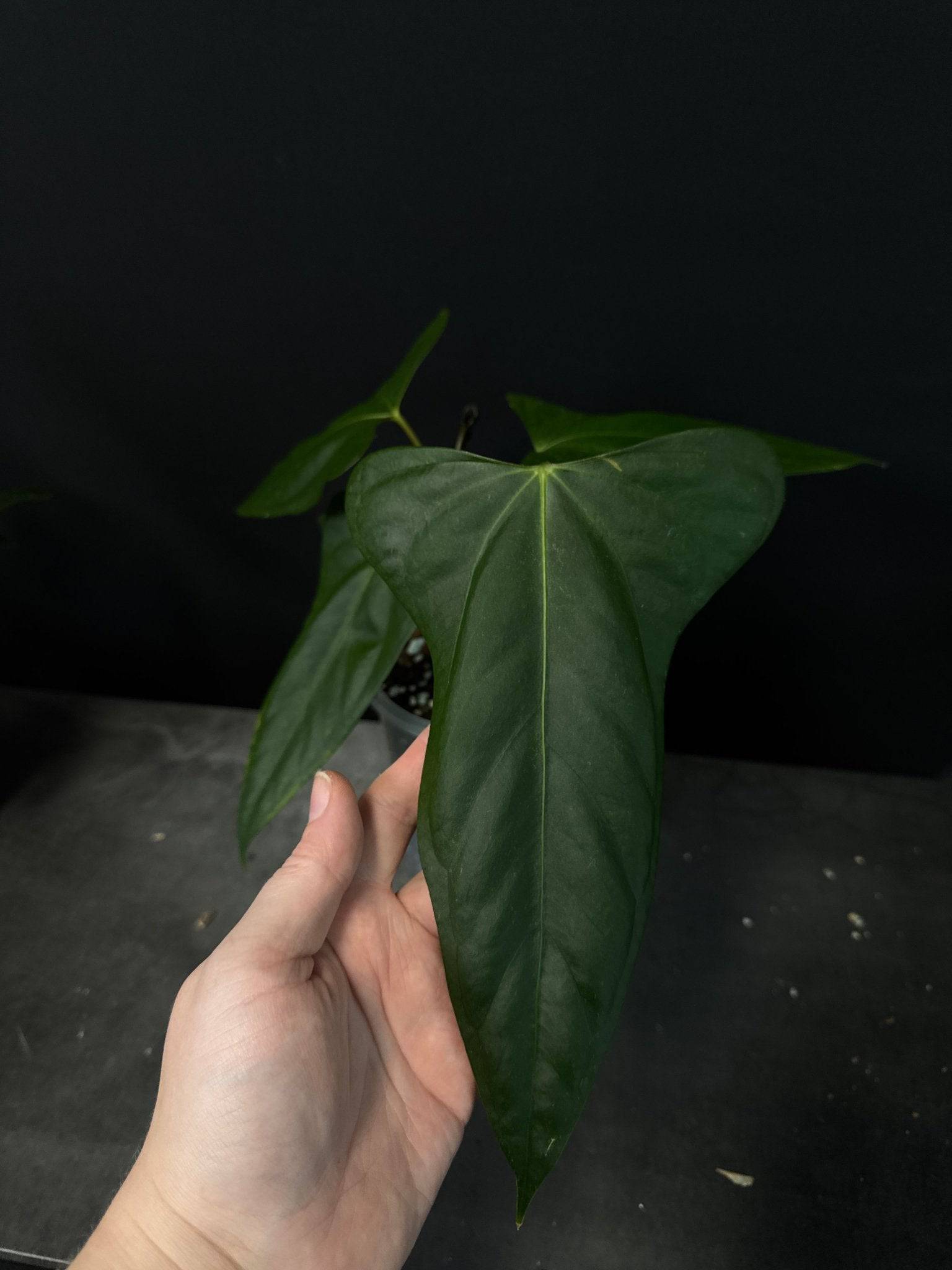 Anthurium Indo Portillae - SMUKHI