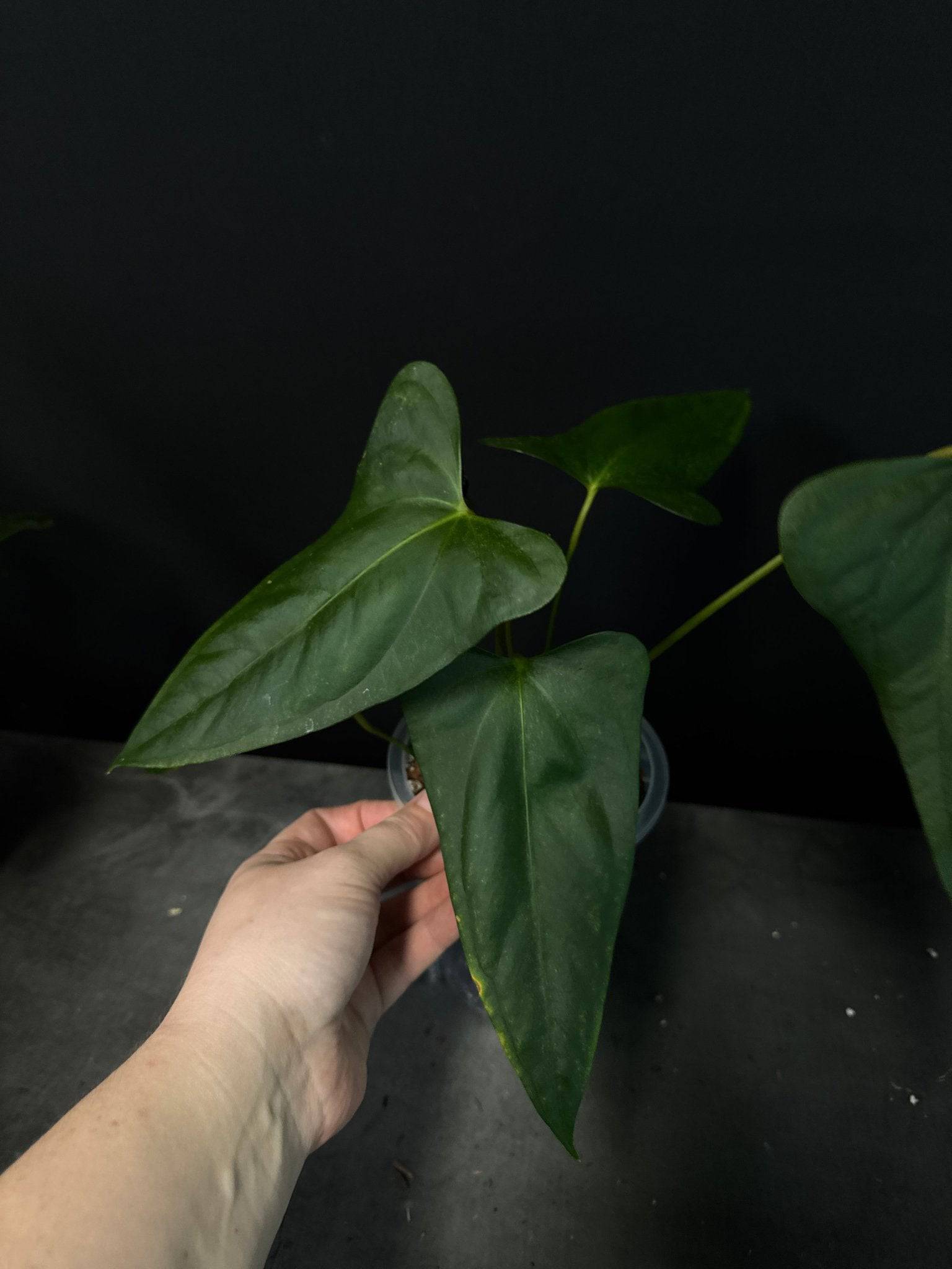 Anthurium Indo Portillae - SMUKHI