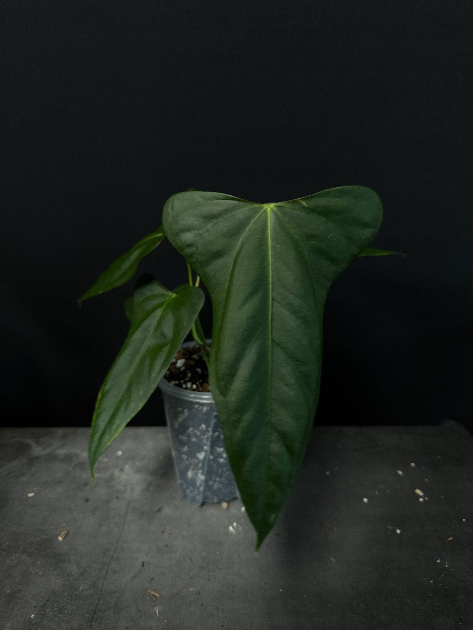 NFS: Anthurium Indo Portillae