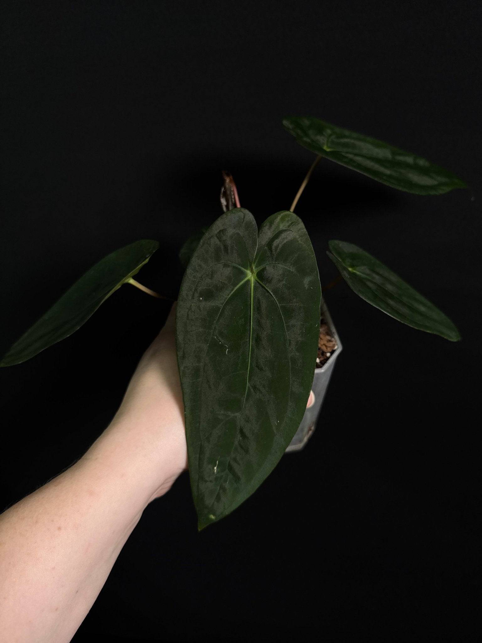 Anthurium Papillilaminum F1 'Lago Gatun' - SMUKHI