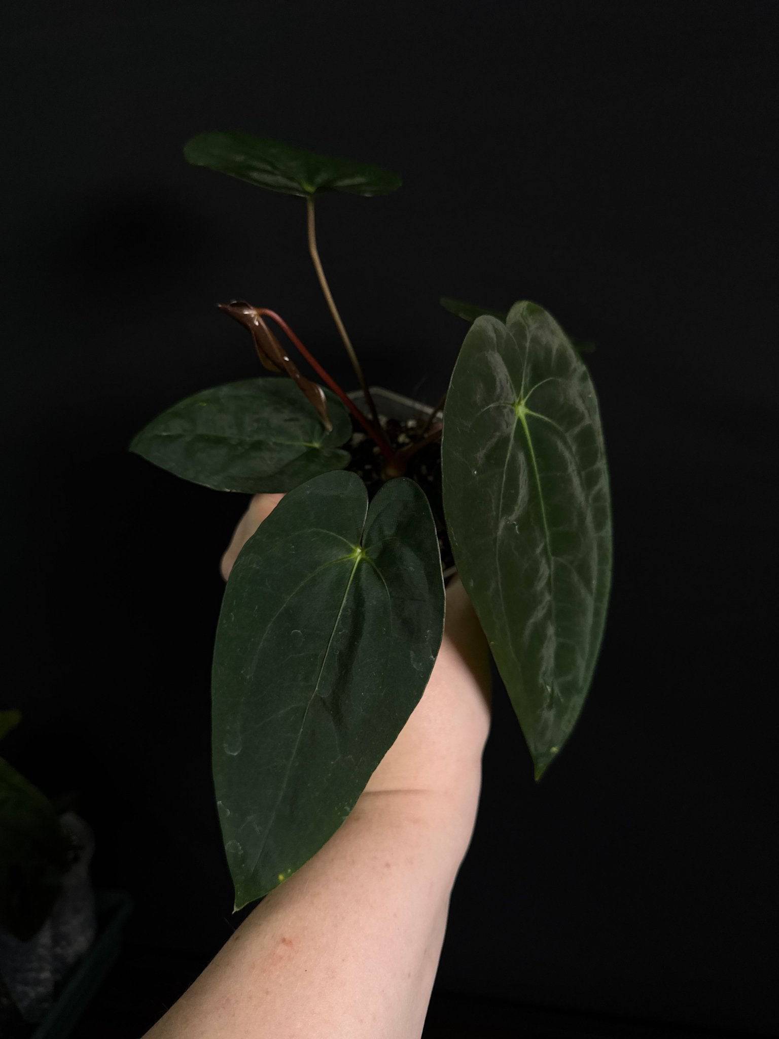 Anthurium Papillilaminum F1 'Lago Gatun' - SMUKHI