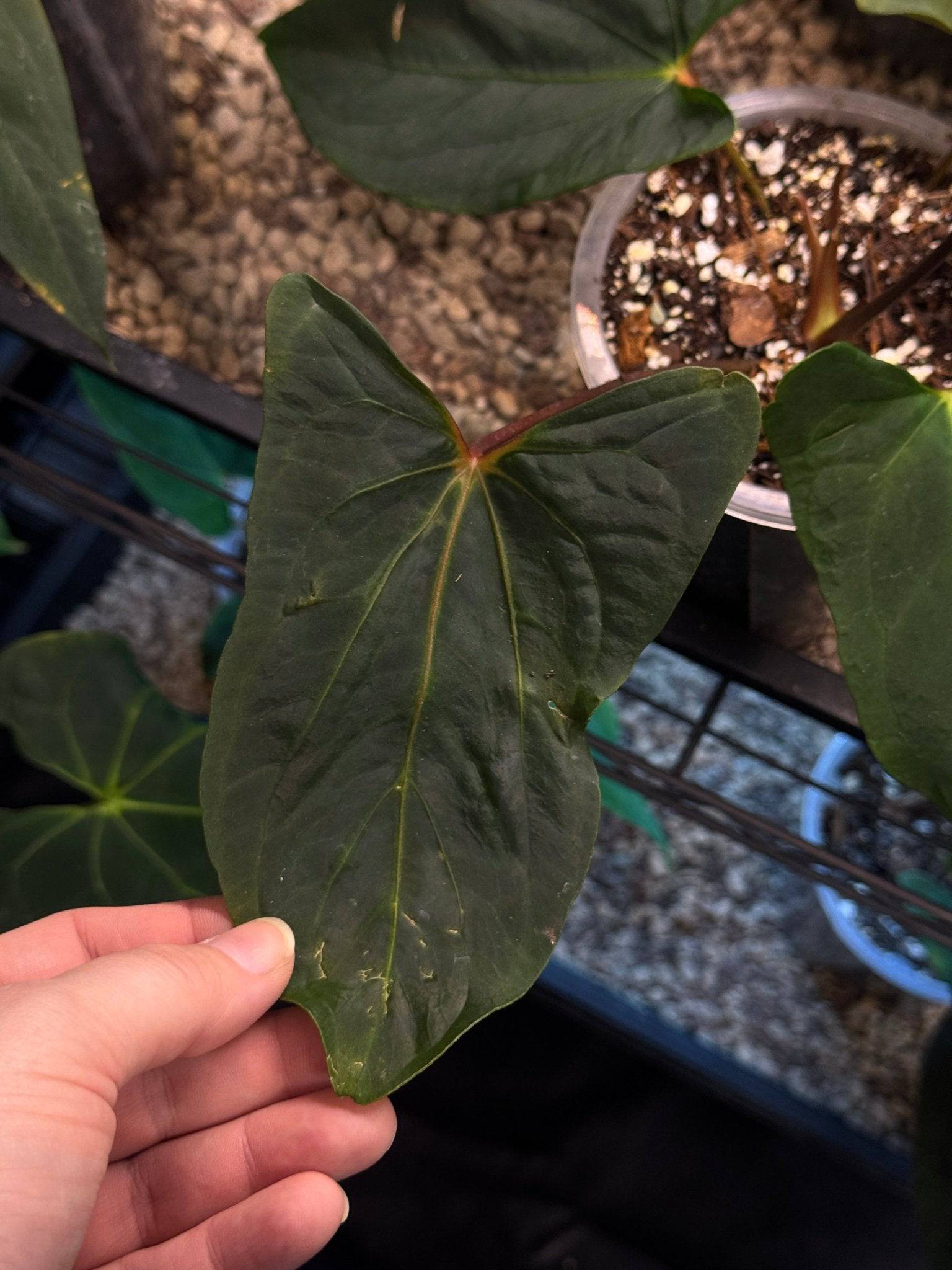 Anthurium Papillilaminum FSxRL x self clone - SMUKHI