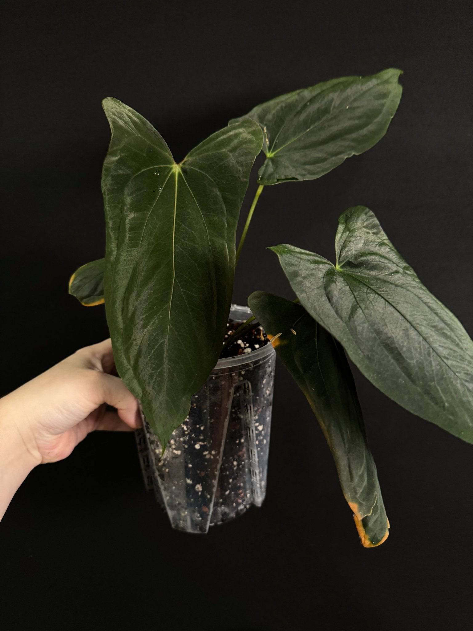 black marie anthurium price NFS: Anthurium Papillilaminum 'Marie' S1