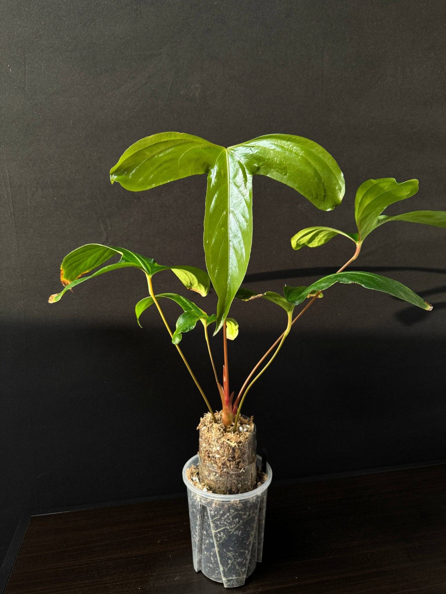 NFS: Anthurium Pinkleyi