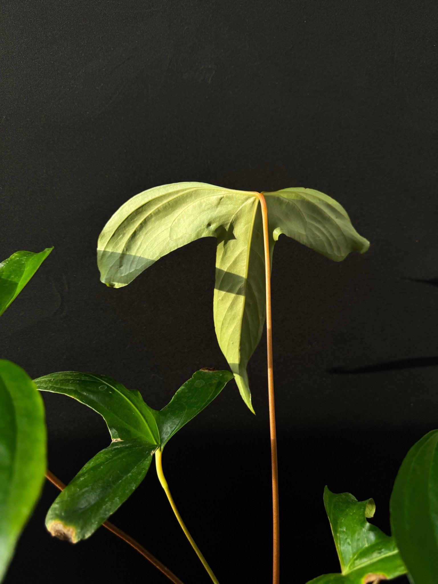 Anthurium Pinkleyi - SMUKHI