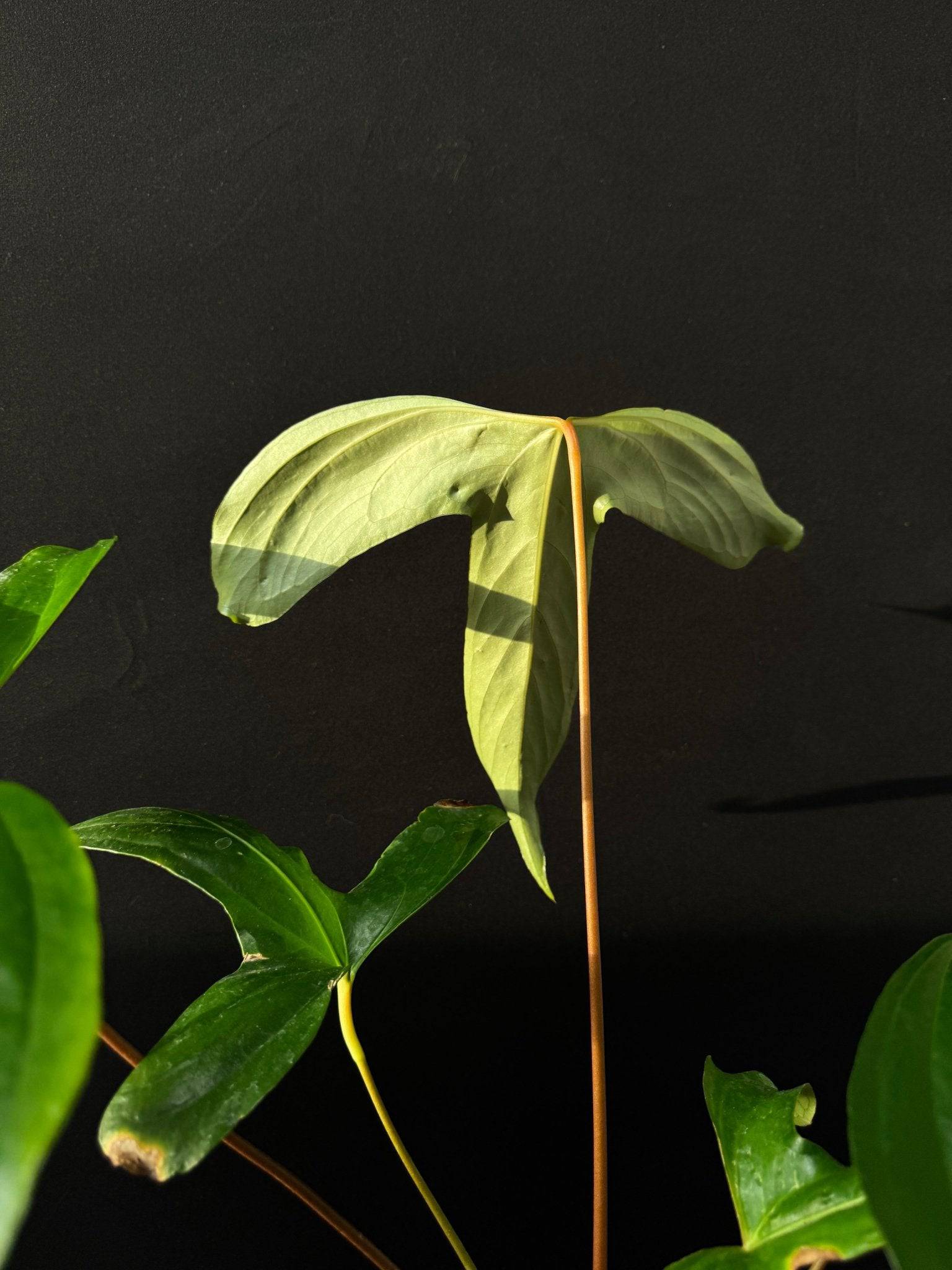 Anthurium Pinkleyi - SMUKHI