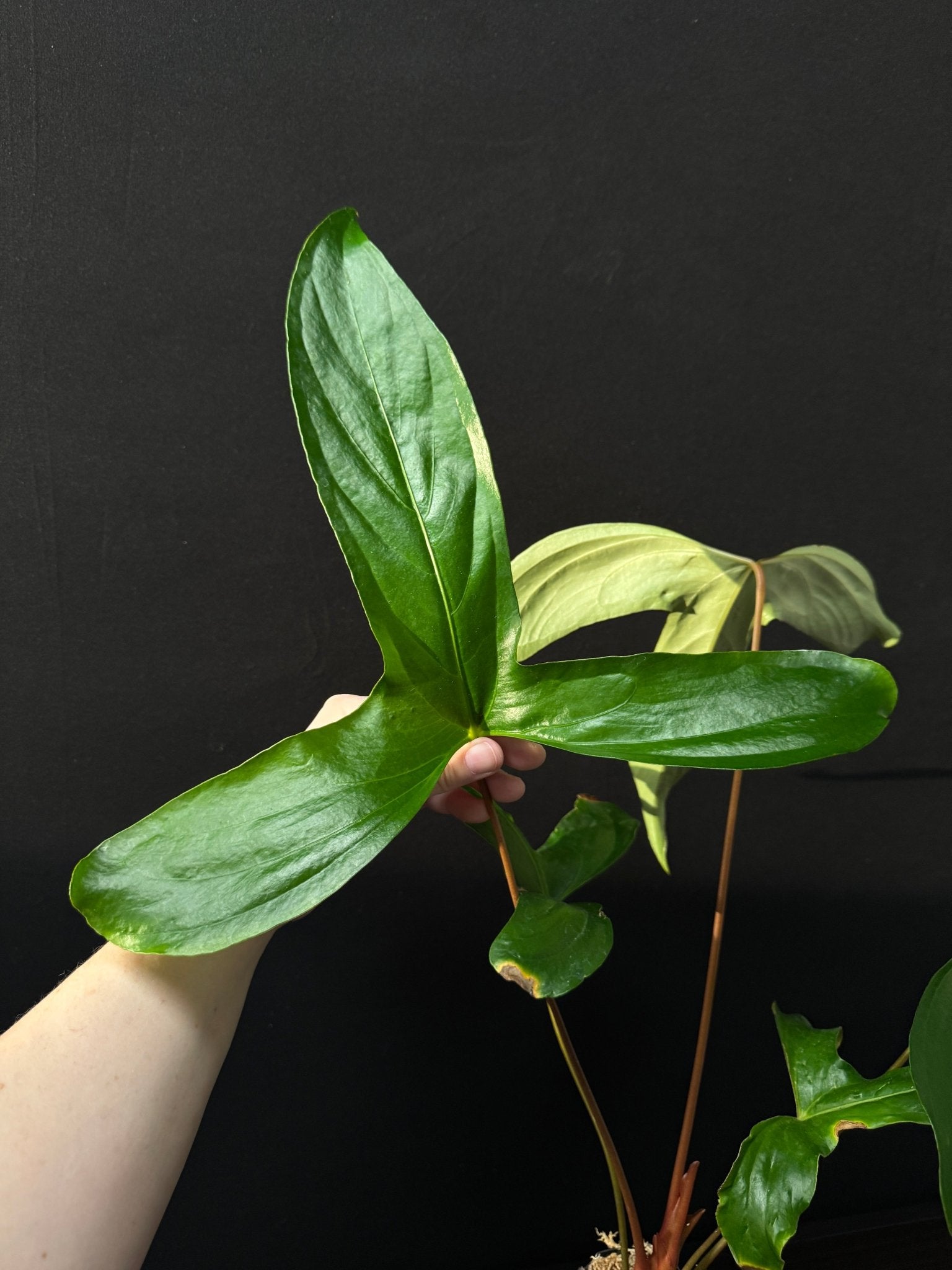 Anthurium Pinkleyi - SMUKHI