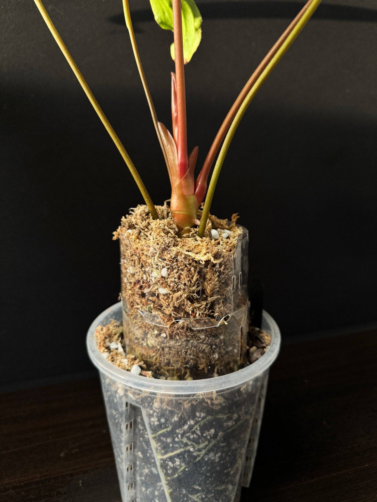 Anthurium Pinkleyi - SMUKHI