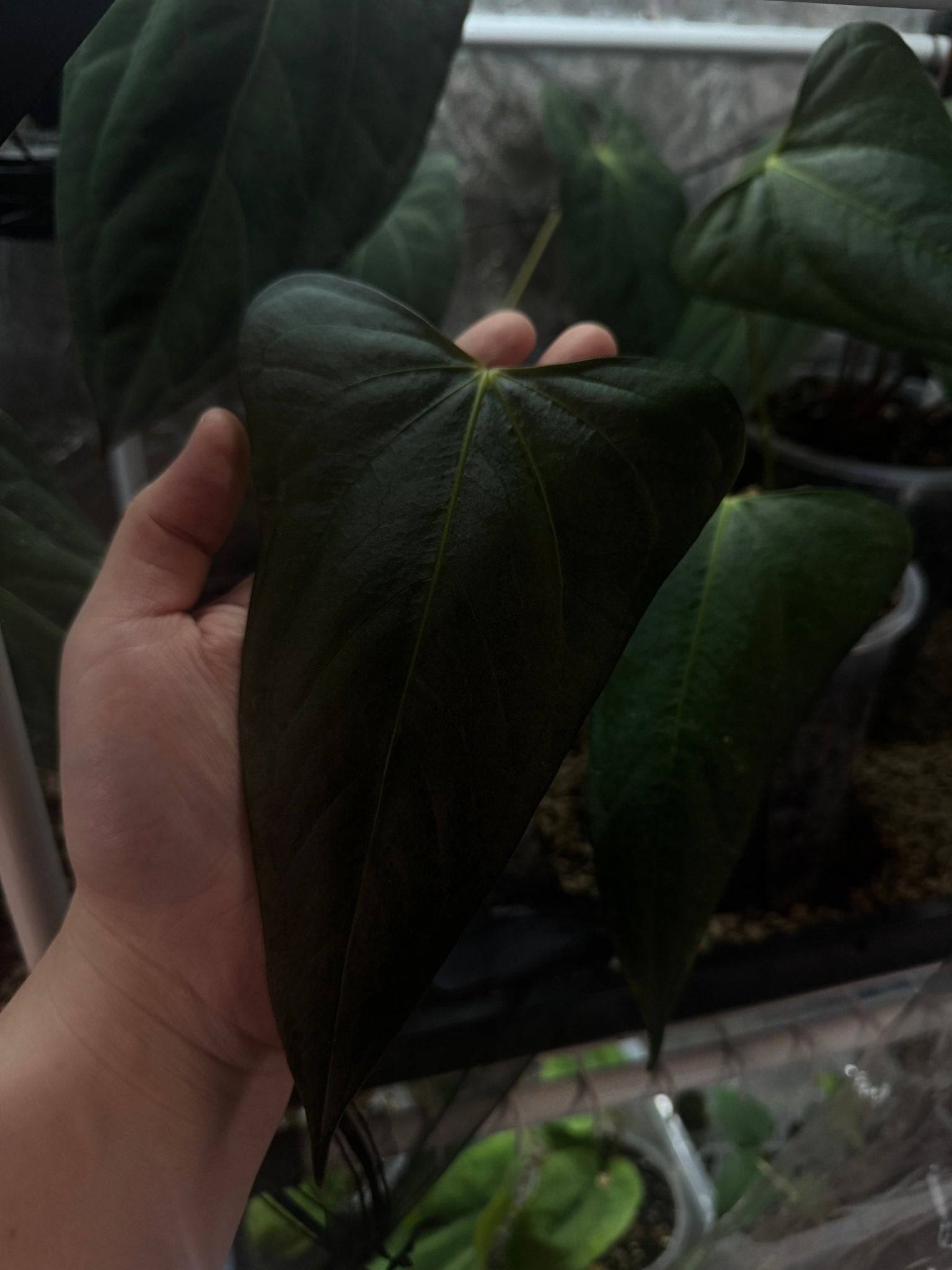 NFS: Anthurium Indo Portillae S1