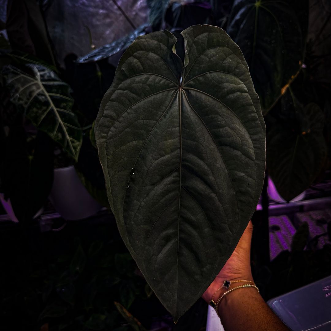 Anthurium RG Dressleri F2 ‘Dre’ x F1 ‘Ivy’ - SMUKHI