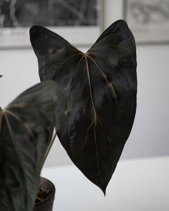 Greenhues Anthurium RLxFS x FSxRL plant with glossy green leaves and vibrant red flowers, shown in a decorative pot.