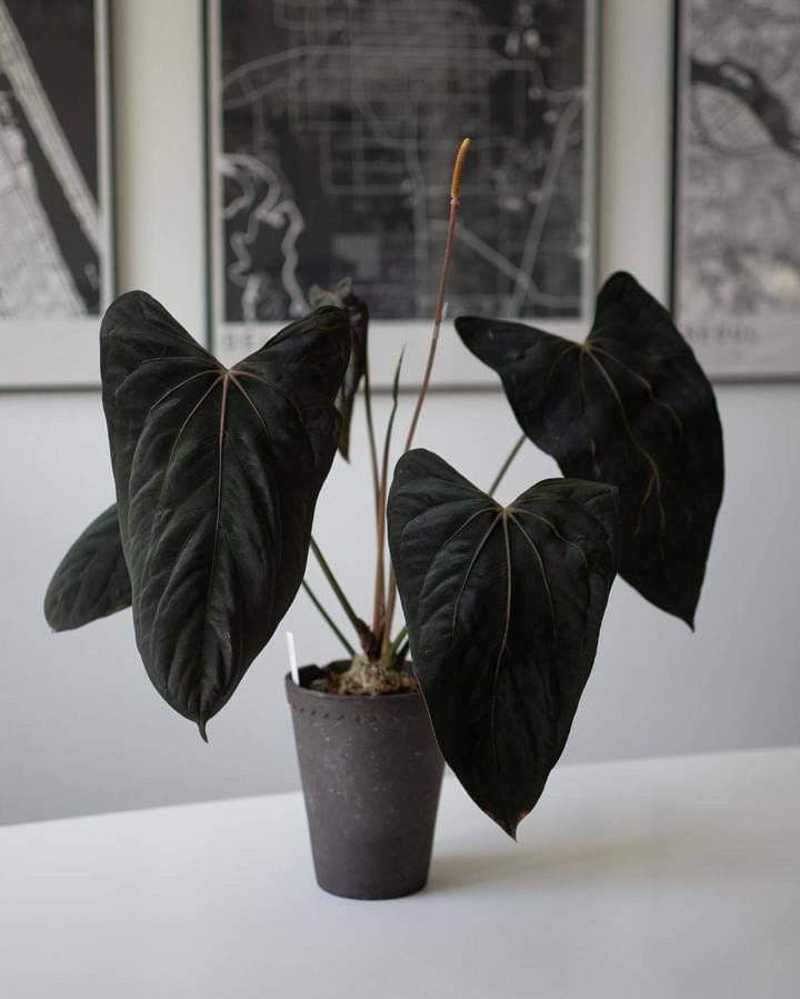 Greenhues Anthurium RLxFS x FSxRL plant with glossy green and red leaves, displayed in a decorative pot.