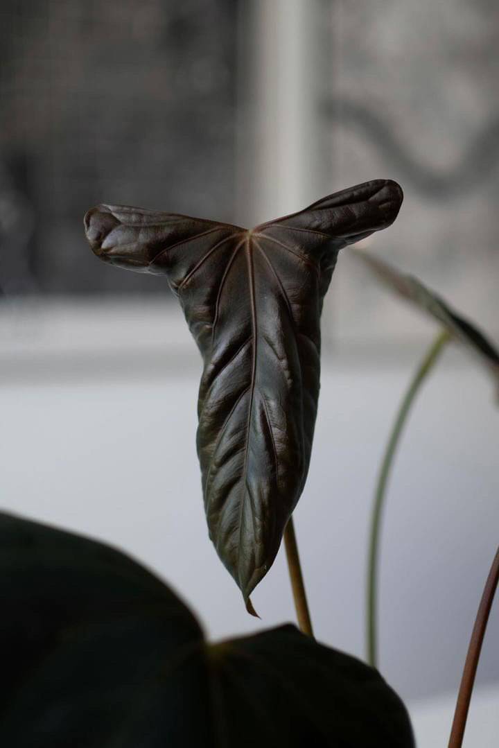 Greenhues Anthurium RLxFS x FSxRL plant with glossy green and red leaves, vibrant and healthy indoor houseplant.
