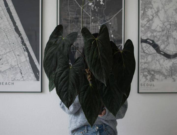 Greenhues Anthurium RLxFS x FSxRL plant with glossy green leaves and vibrant red flowers in a decorative pot.