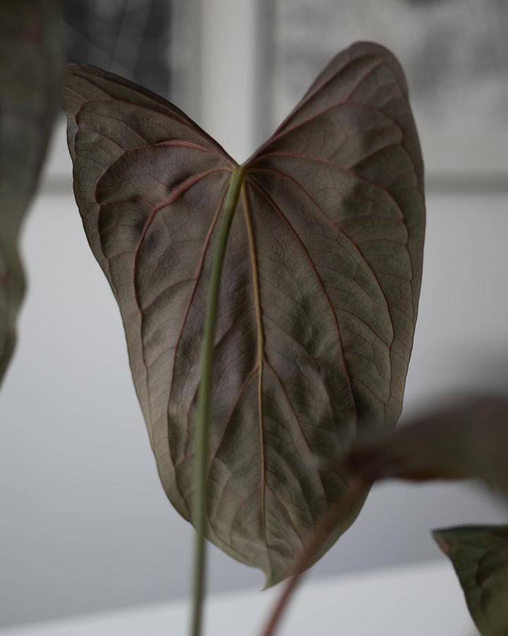 Greenhues Anthurium RLxFS x FSxRL plant with lush green leaves and vibrant flower, showcasing its unique foliage and healthy growth.