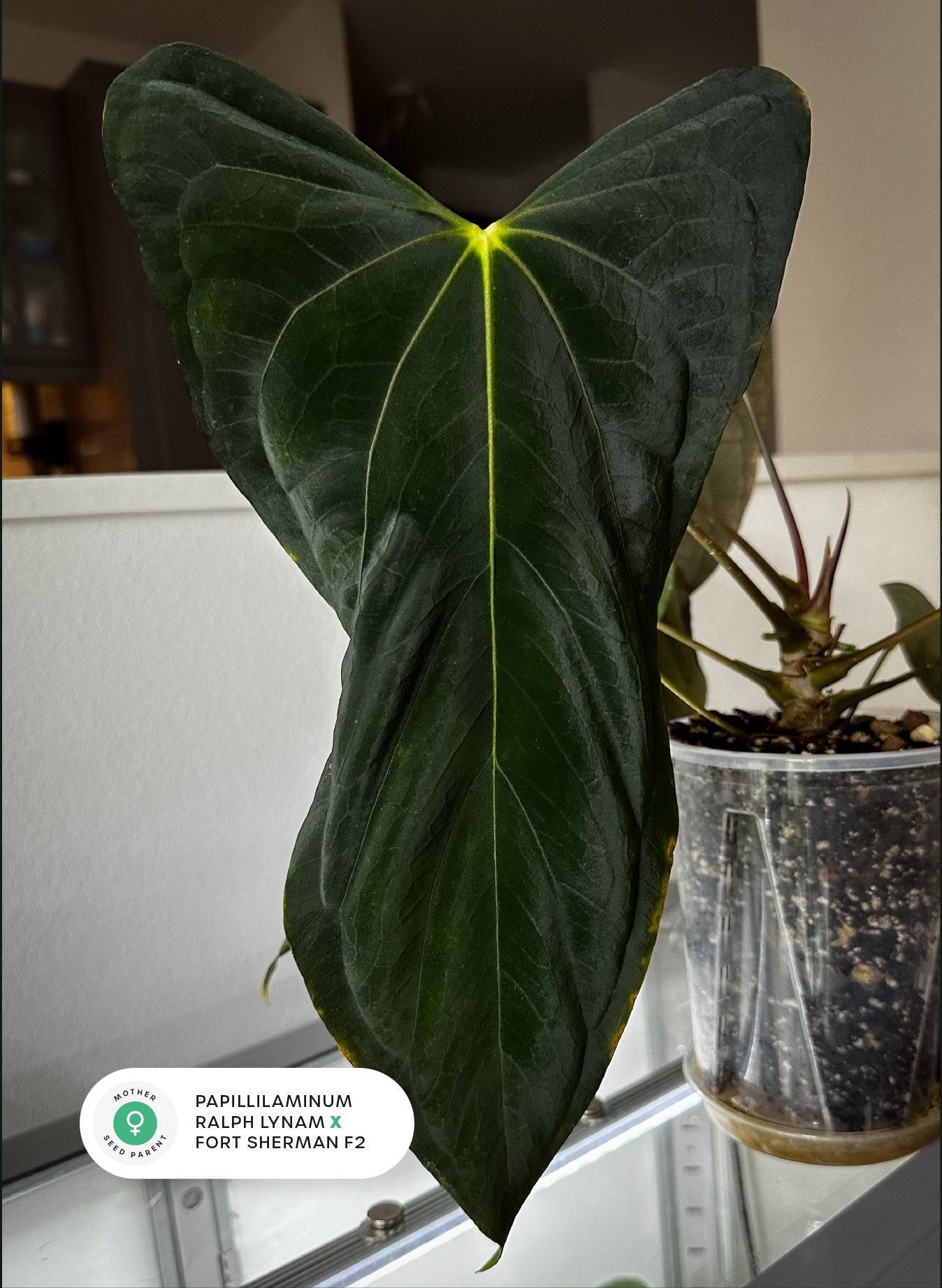 Anthurium RLxFS x (Carlablackiae x Papillilaminum) - SMUKHI