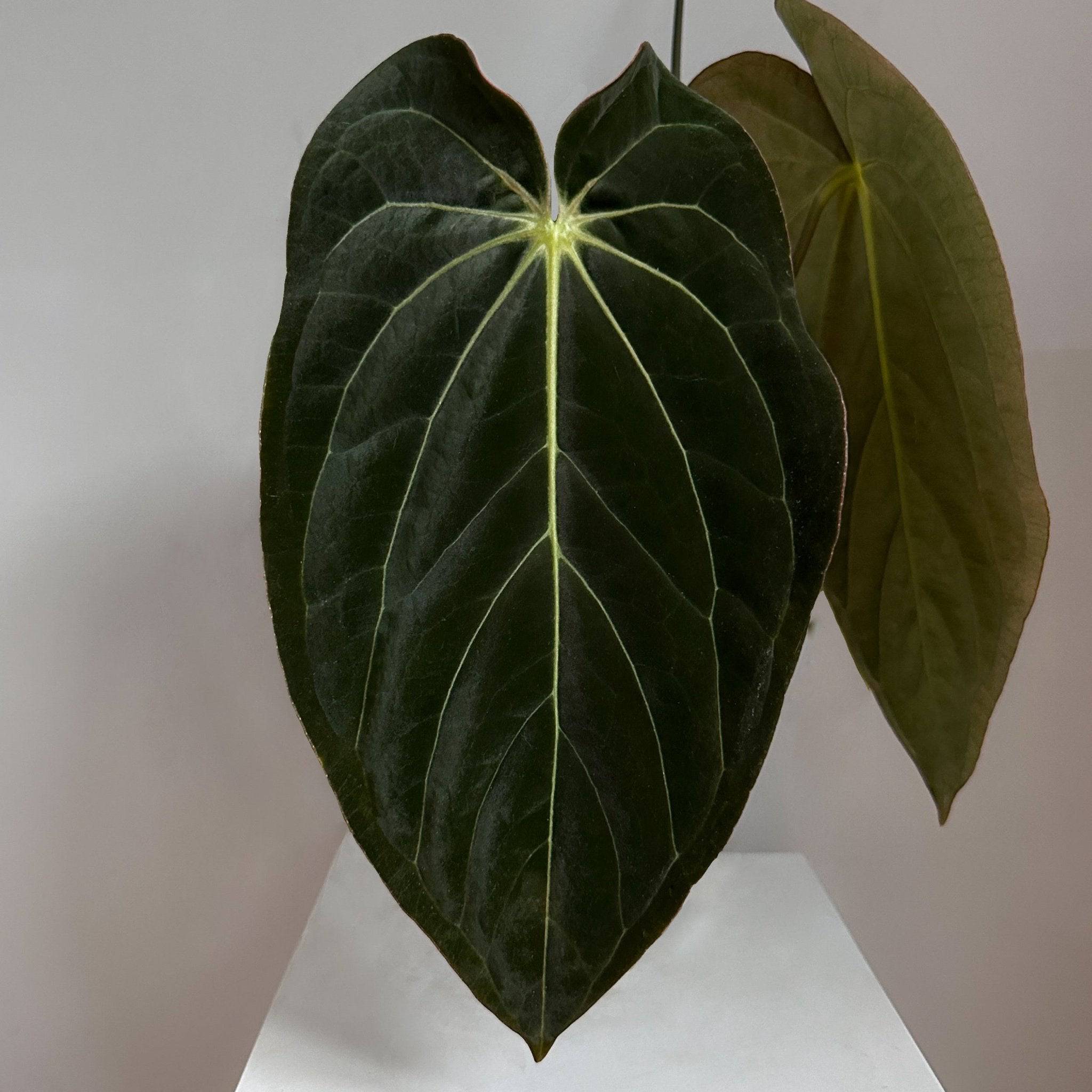 Anthurium RLxFS x (Carlablackiae x Papillilaminum) - SMUKHI