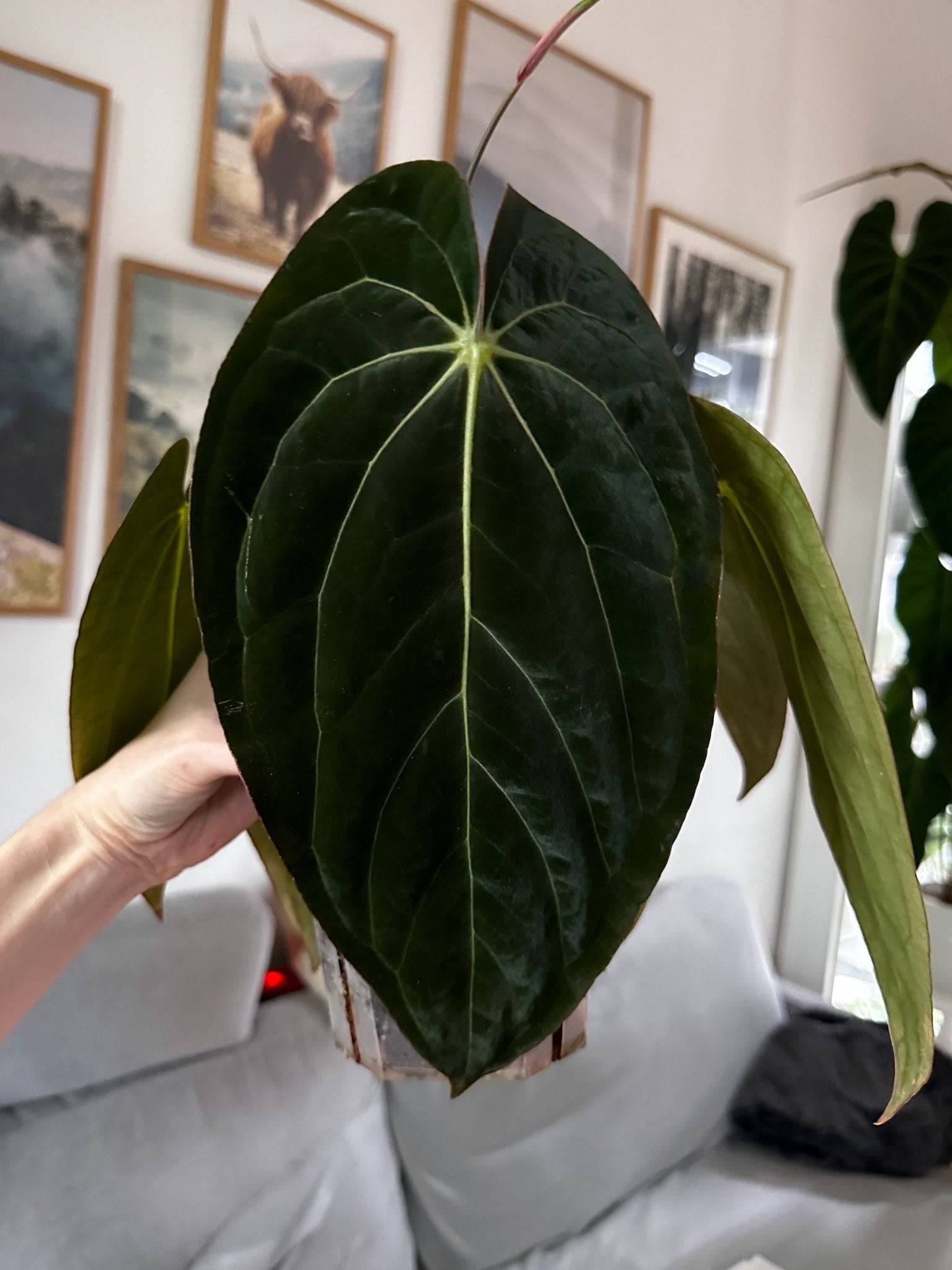 Anthurium RLxFS x (Carlablackiae x Papillilaminum) - SMUKHI