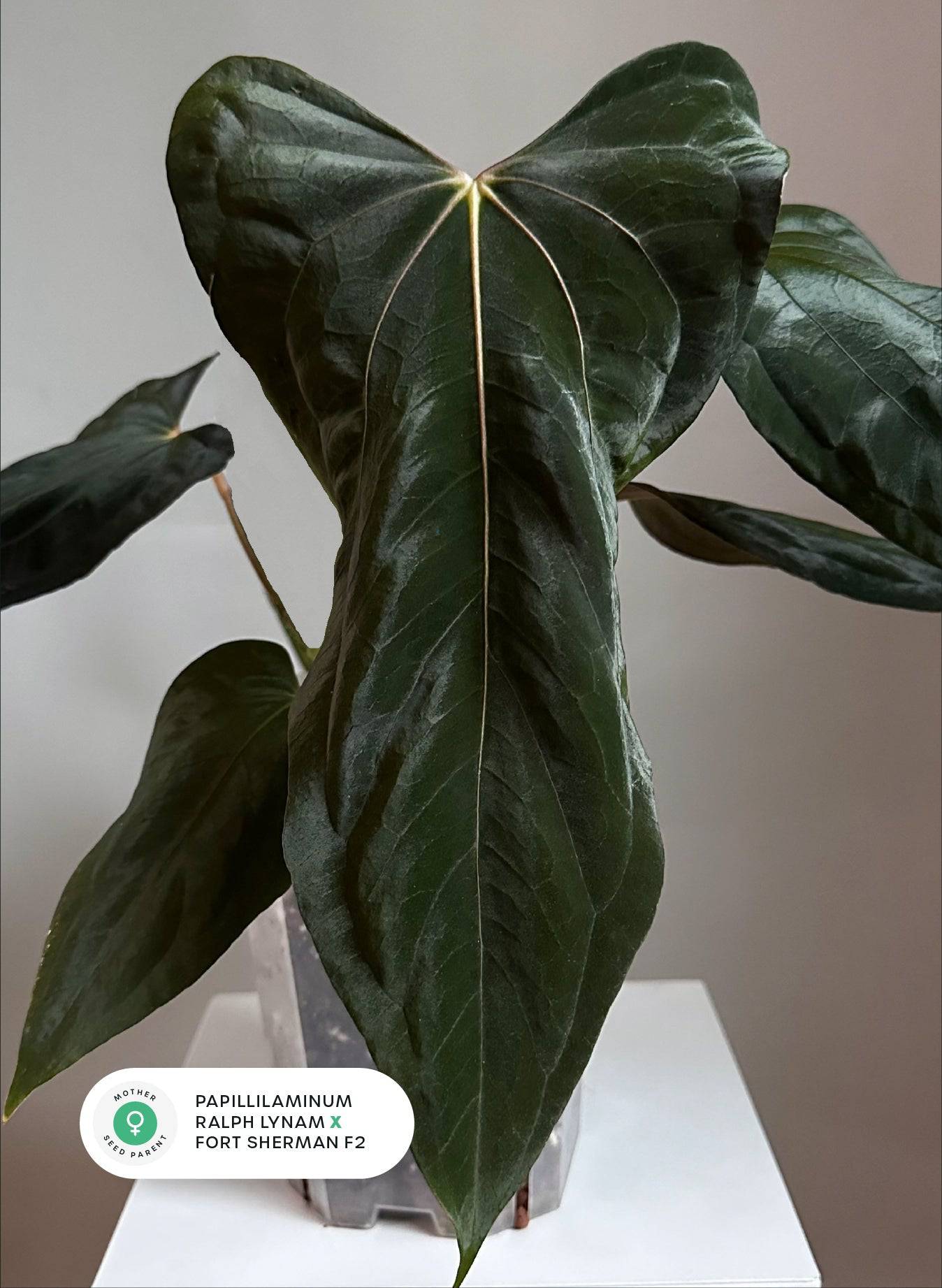 Anthurium RLxFS x (Carlablackiae x Papillilaminum) - SMUKHI