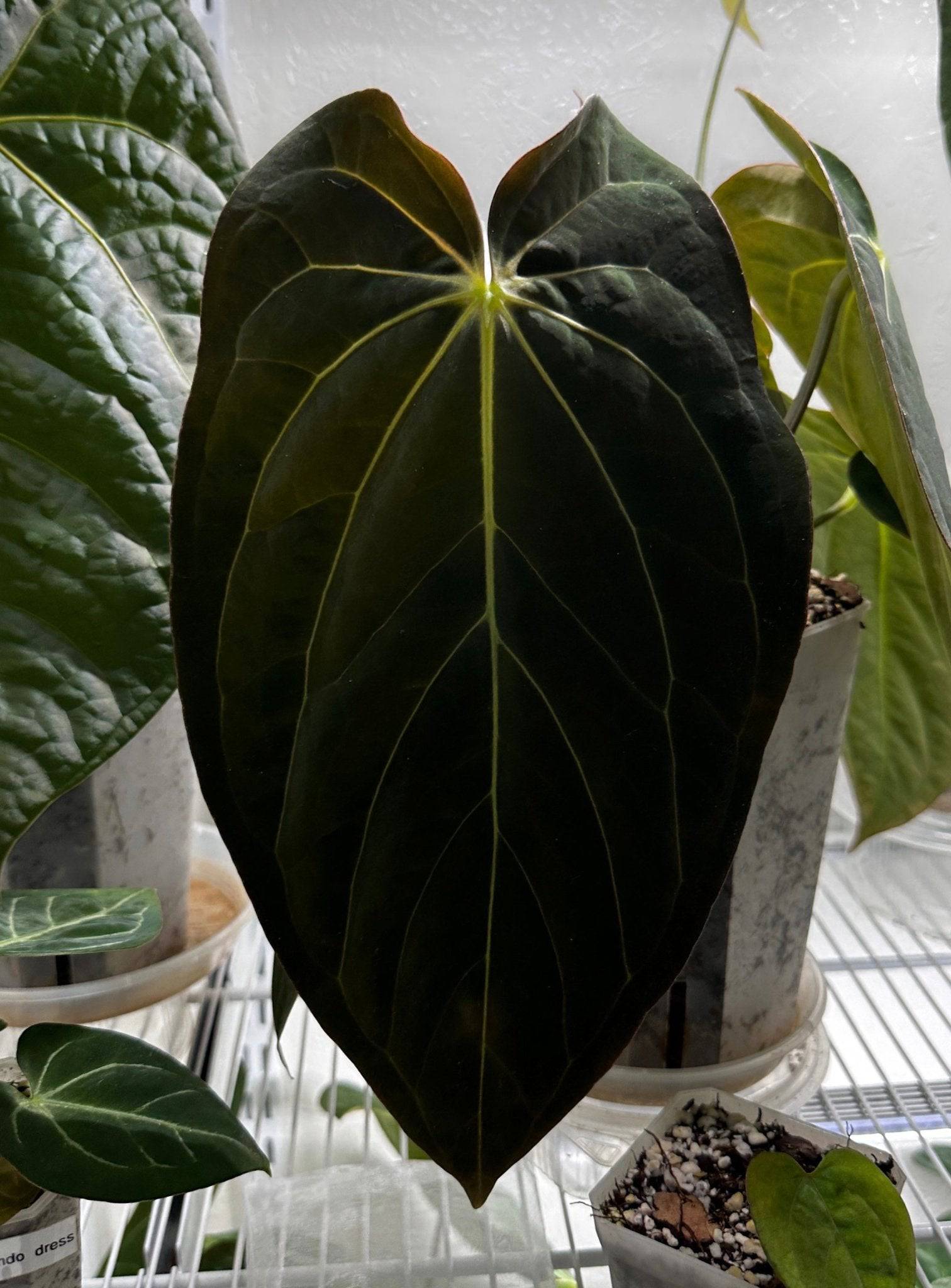 Anthurium RLxFS x (Carlablackiae x Papillilaminum) - SMUKHI