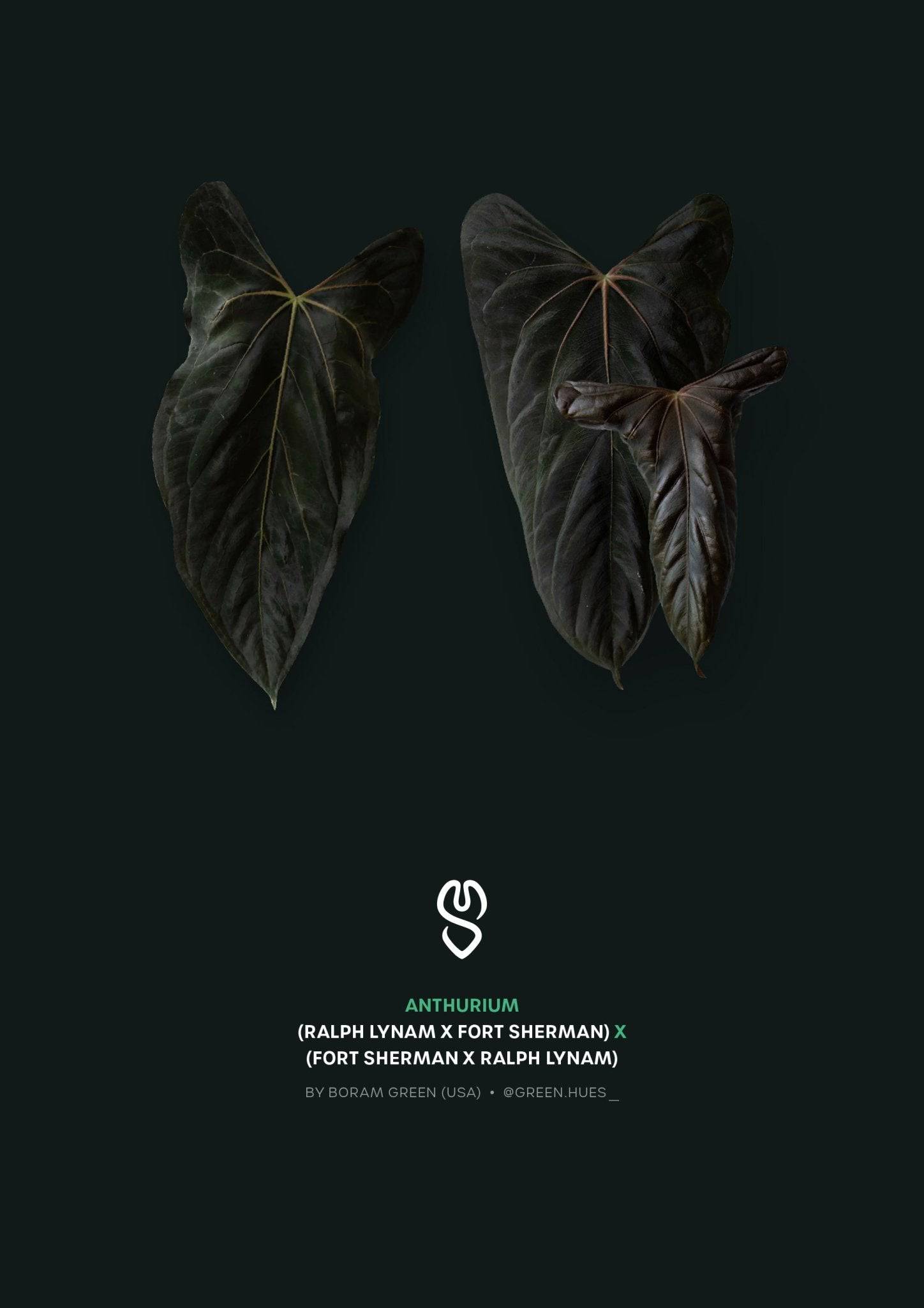Greenhues Anthurium RLxFS x FSxRL plant featuring vibrant green leaves and distinctive foliage, healthy and well-maintained.