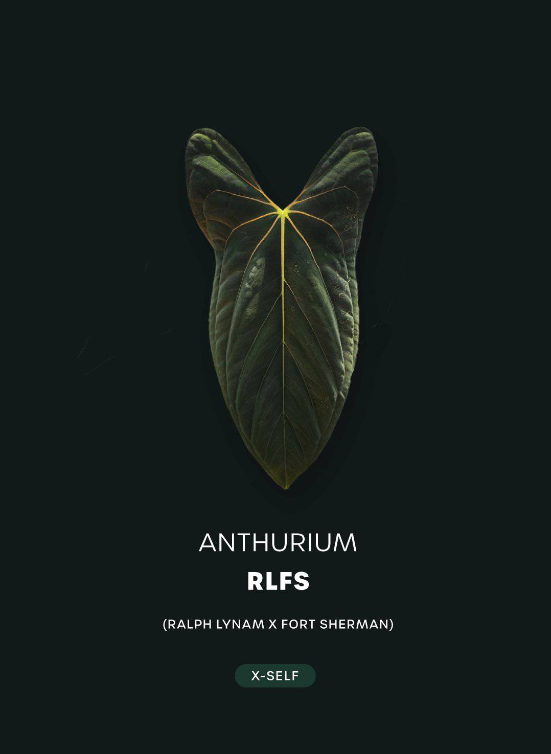 Anthurium Ralph Lynam x Fort Sherman S1 plant by Kartel Daun with glossy green leaves and vibrant red flowers.