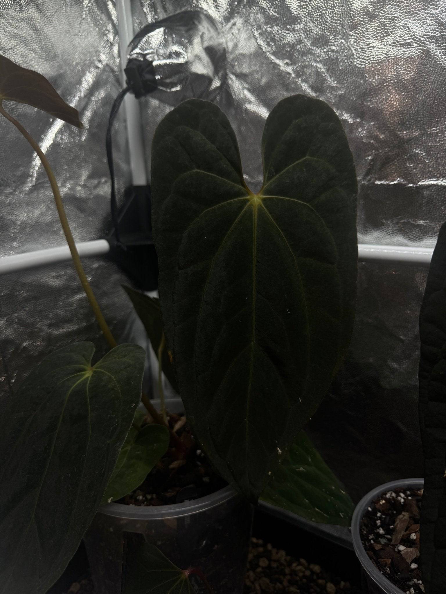 Private Collection NFS Anthurium Papillilaminum XOne plant with glossy green leaves and vibrant spathes, indoor decorative foliage.