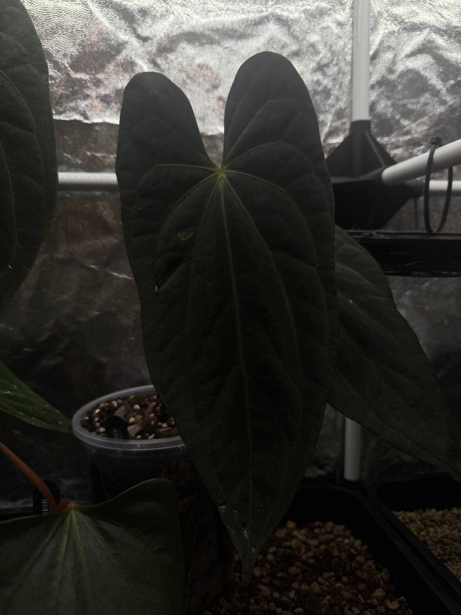 Private Collection Anthurium Papillilaminum XOne plant with lush green leaves and vibrant spathes, decorative indoor plant.