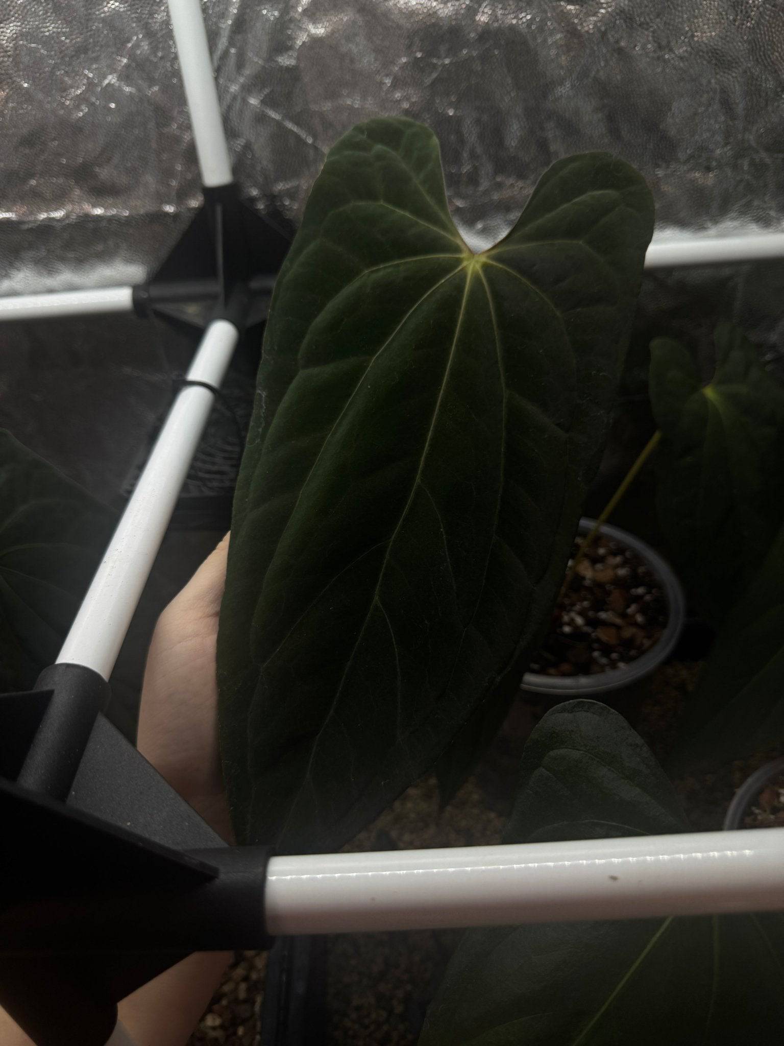 Private Collection NFS Anthurium Papillilaminum XOne plant with lush green leaves and distinctive leaf shape, photographed close-up.