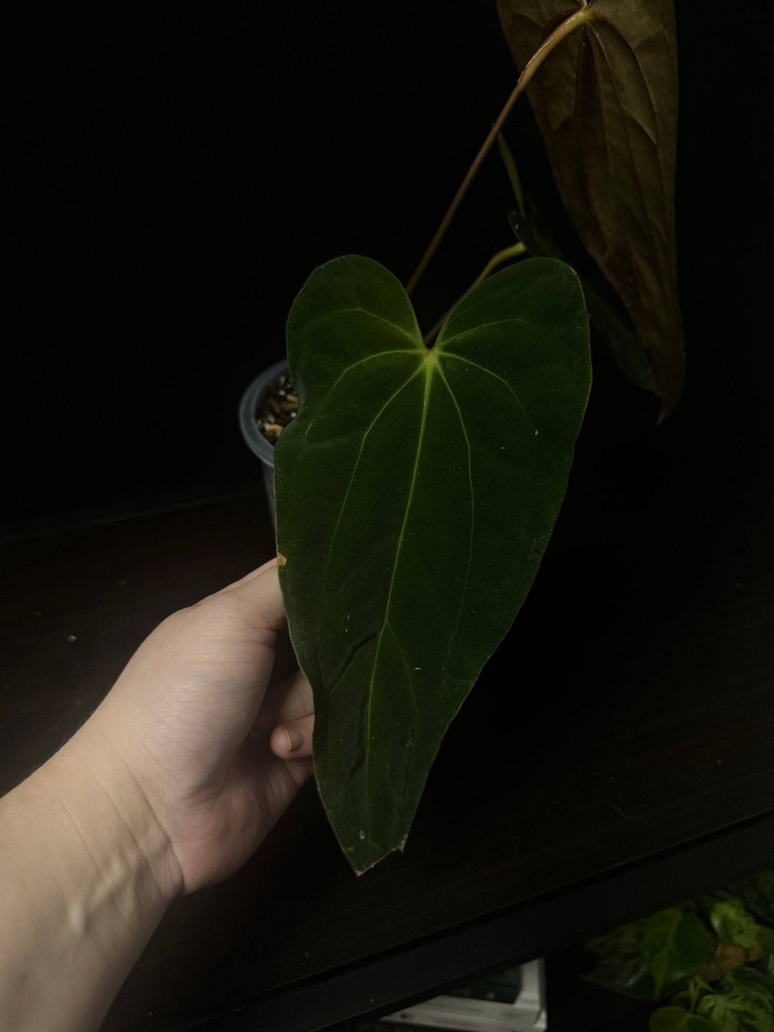 Private Collection NFS Anthurium Papillilaminum XOne plant with lush green leaves and distinctive leaf texture.