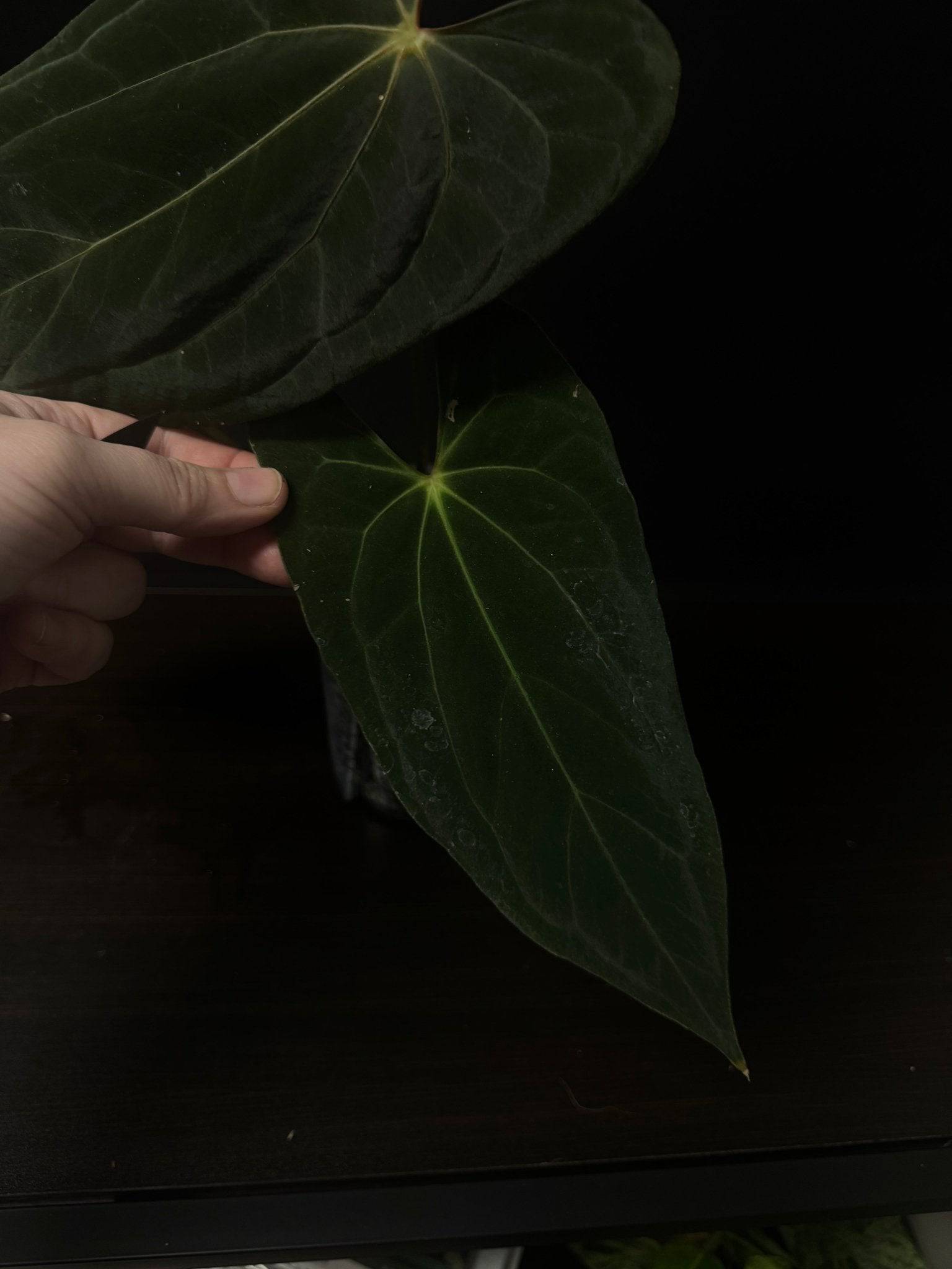 Anthurium XOne plant with glossy, green leaves from the Private Collection, featuring distinctive papillilaminum foliage.