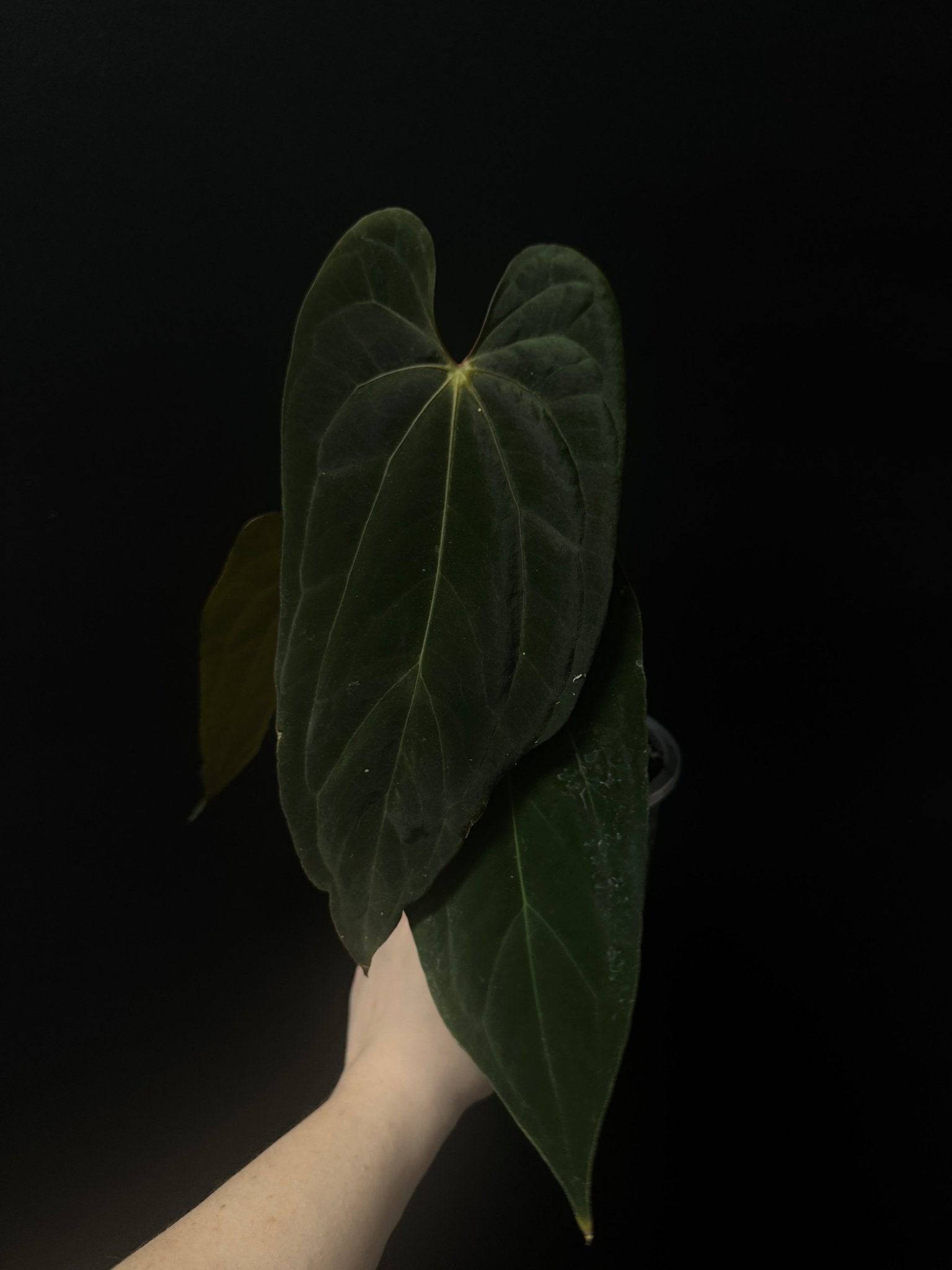 Private Collection NFS Anthurium Papillilaminum XOne plant with lush green leaves and vibrant spathes, indoor decorative plant.