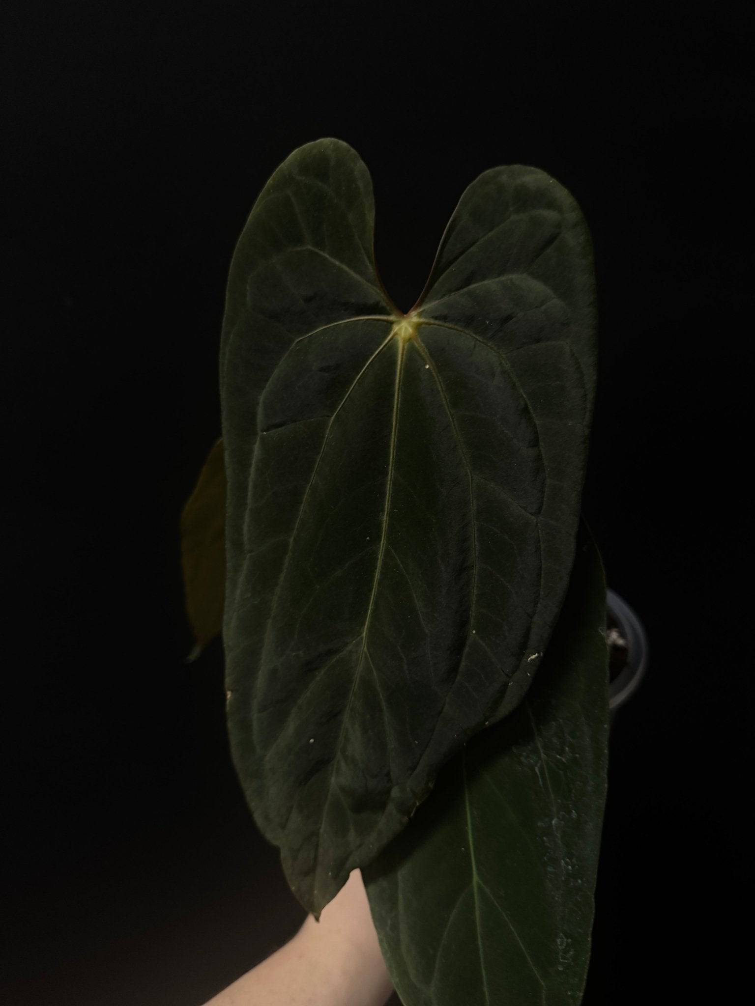Private Collection NFS Anthurium Papillilaminum XOne plant with lush green leaves and unique textured foliage.