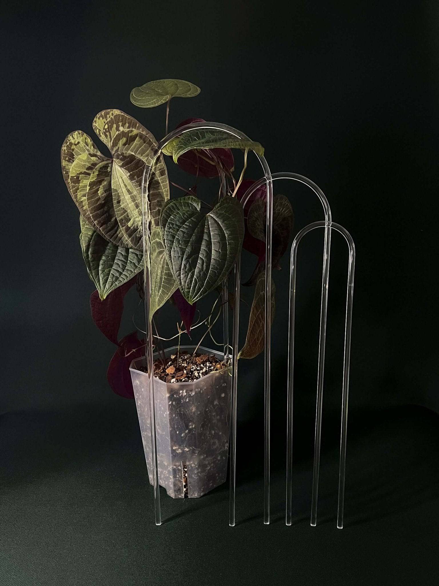 Arch Trellis - SMUKHI
