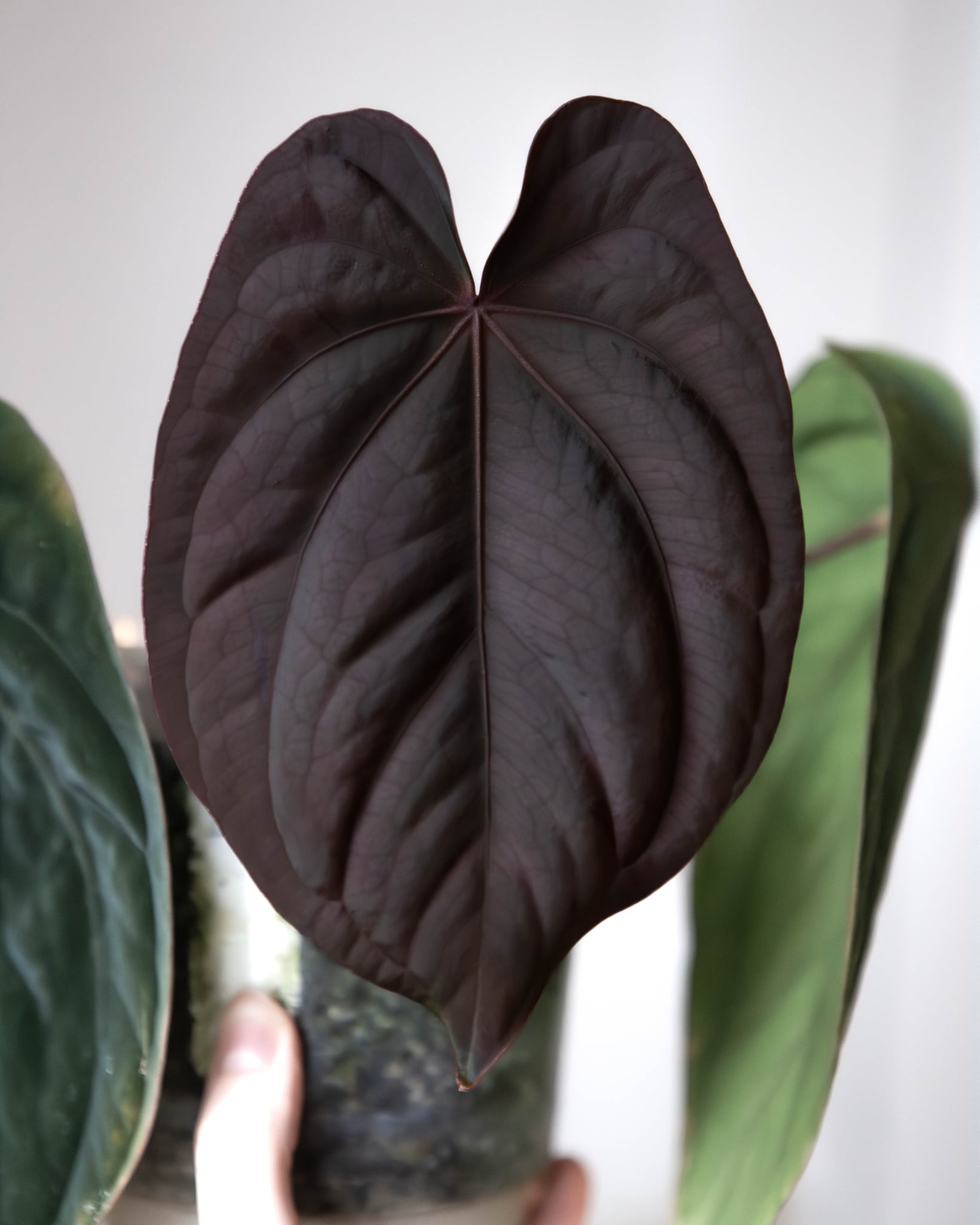 Anthurium BVEP ('Round' x RA1) x (Dark Phoenix x Blue Papillilaminum)