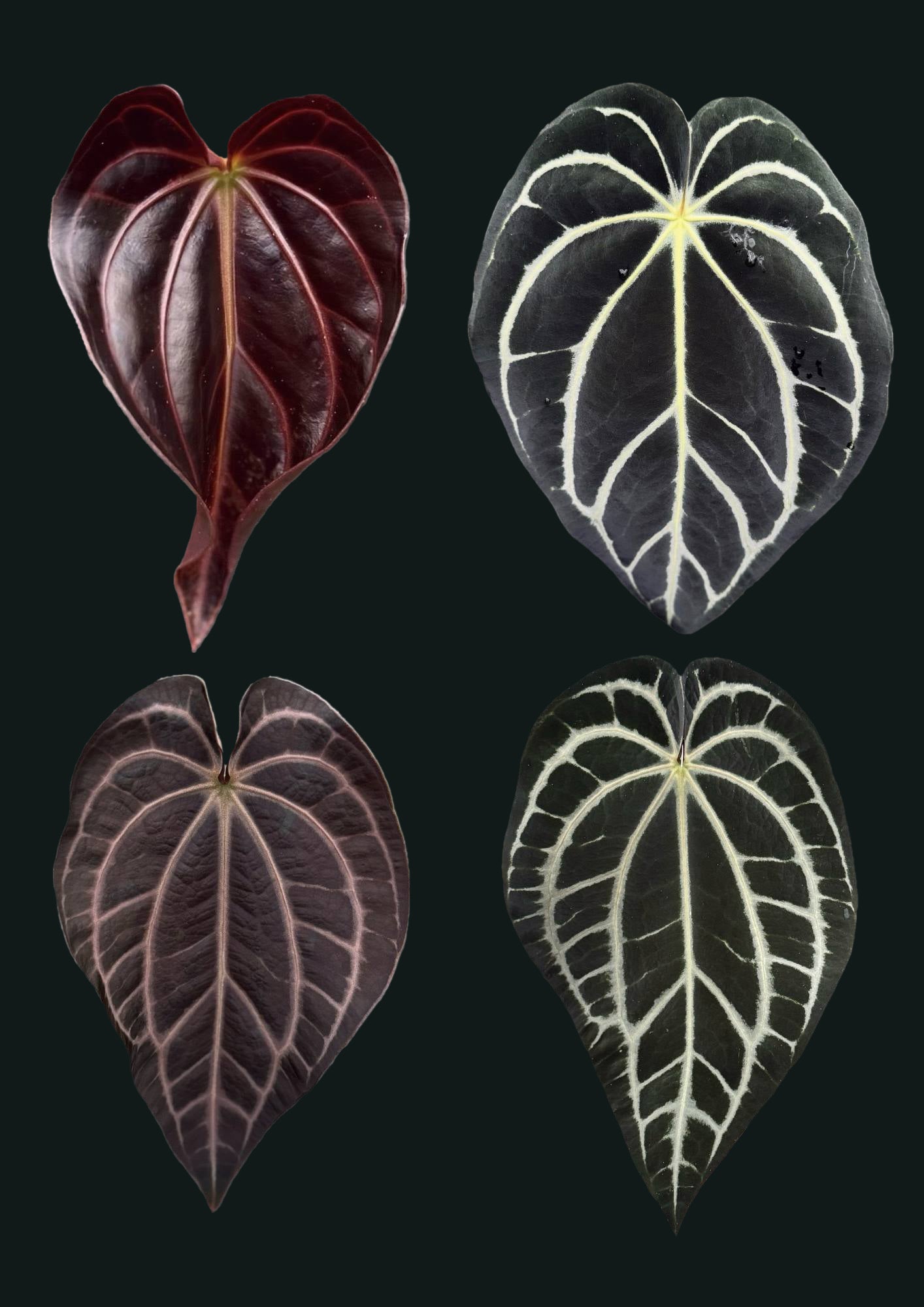 Anthurium Carlablackiae (RA5 x RA10) x ‘Carlita’