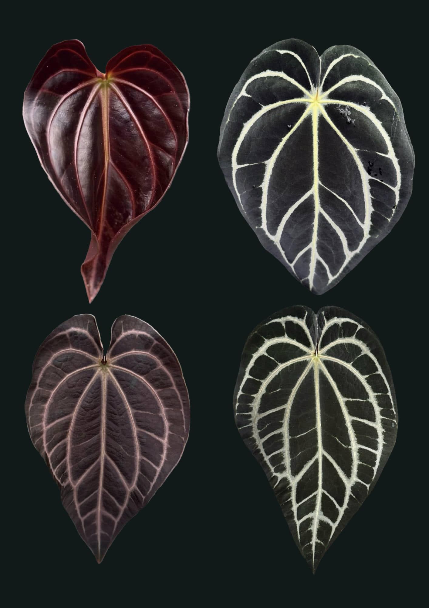 Anthurium Carlablackiae (RA5 x RA10) x ‘Carlita’ - SMUKHI