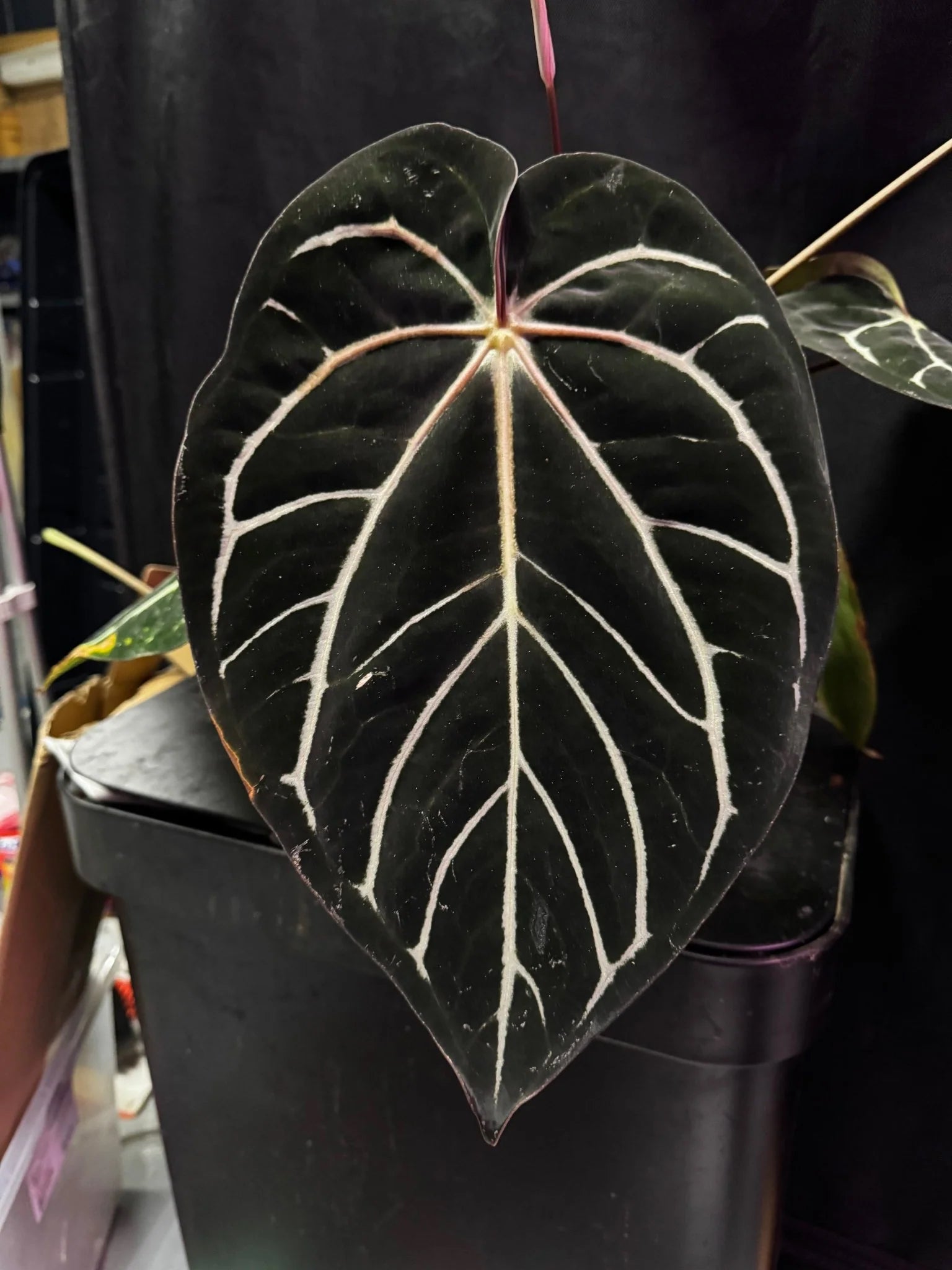 Anthurium Carlablackiae ('Round' x GPH-001) x Portillae 'Dorito'