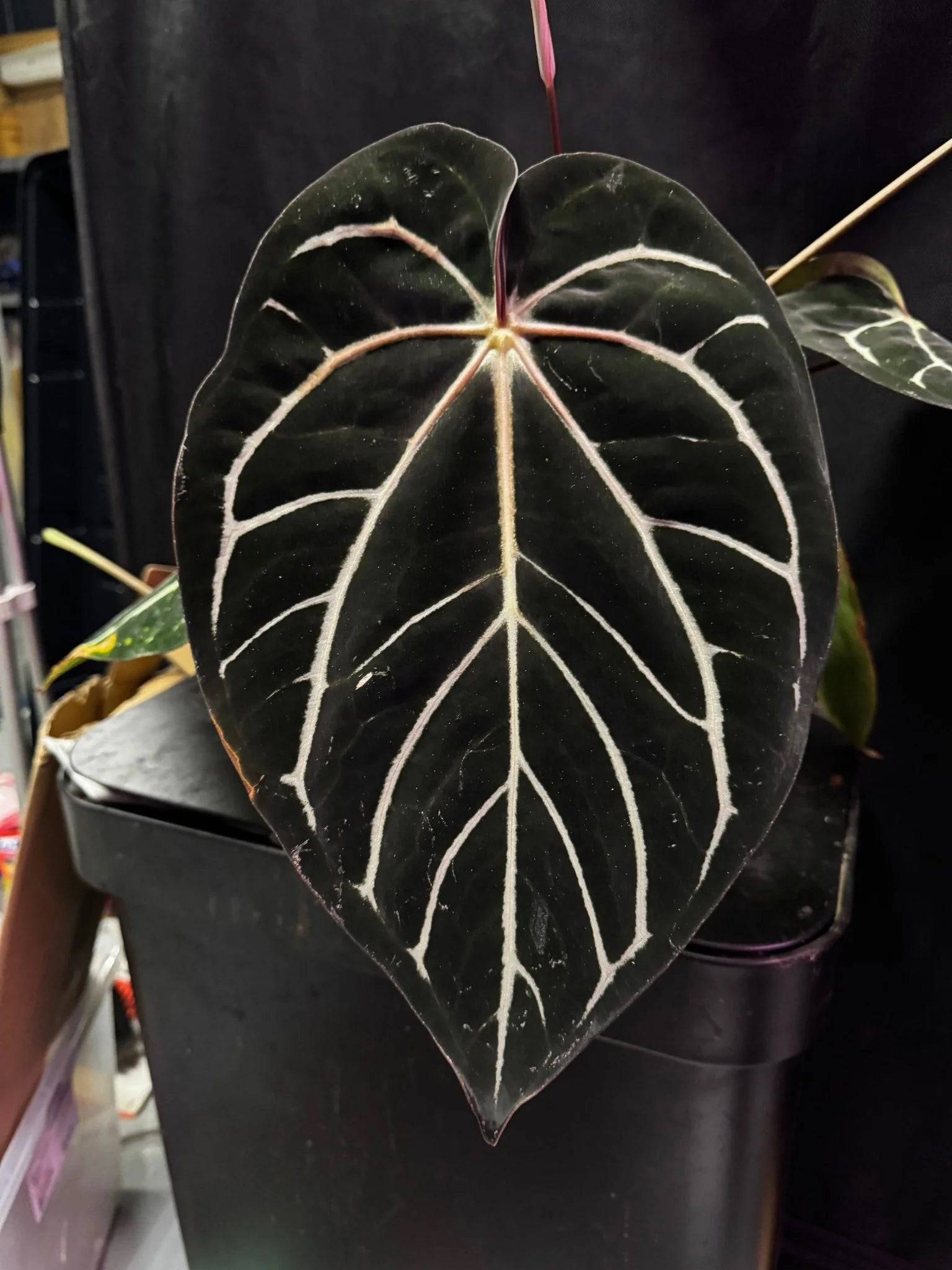 Anthurium Carlablackiae ('Round' x GPH-001) x Portillae 'Dorito' - SMUKHI