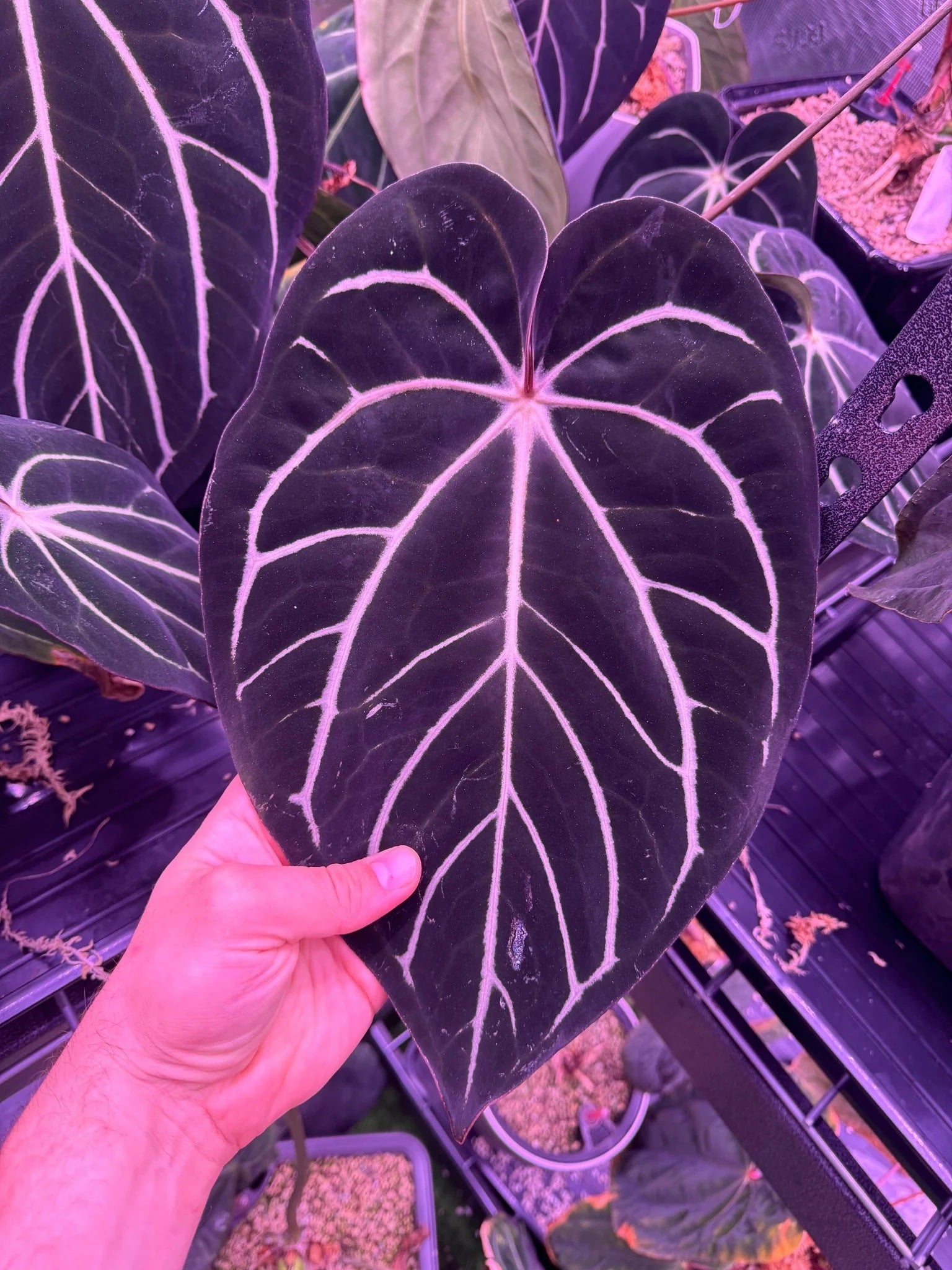 Anthurium Carlablackiae ('Round' x GPH-001) x Portillae 'Dorito'