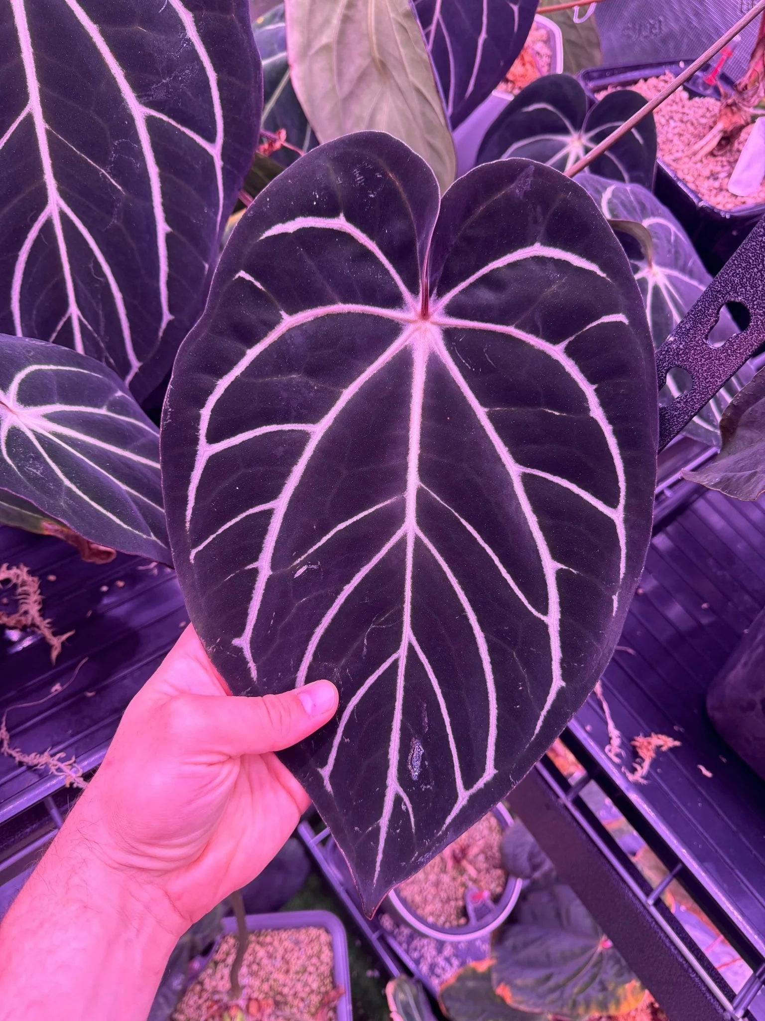 Anthurium Carlablackiae ('Round' x GPH-001) x Portillae 'Dorito' - SMUKHI