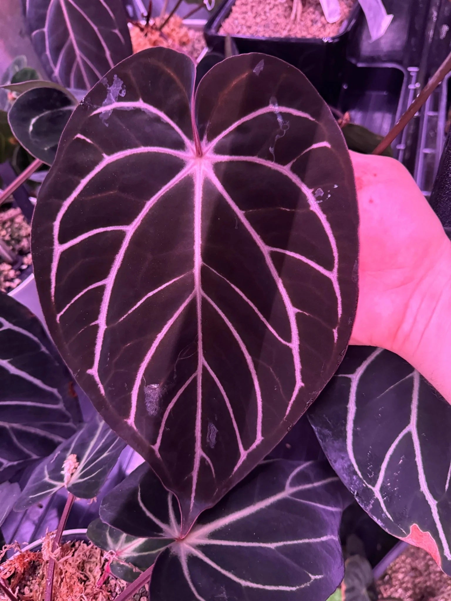 Anthurium Carlablackiae ('Round' x GPH-001) x Portillae 'Dorito'