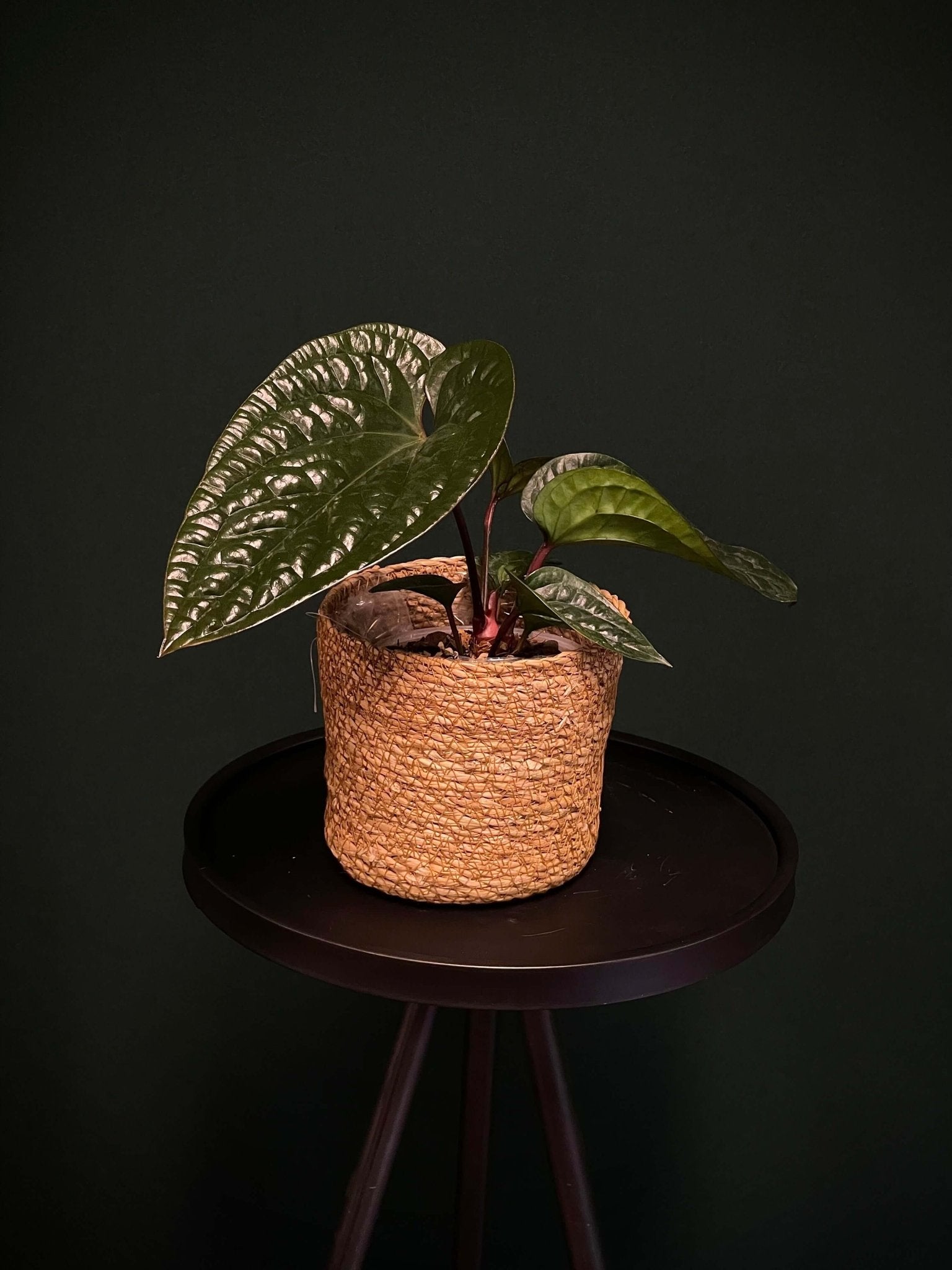 Ceramics Limburg Dove Natural Planter, 13 cm decorative ceramic pot with a smooth, natural finish for indoor or outdoor use