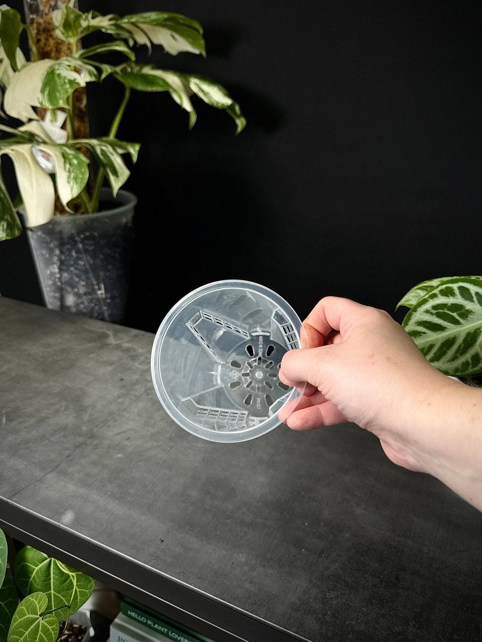 Clear Anti - Spiral Aroid Pots - SMUKHI