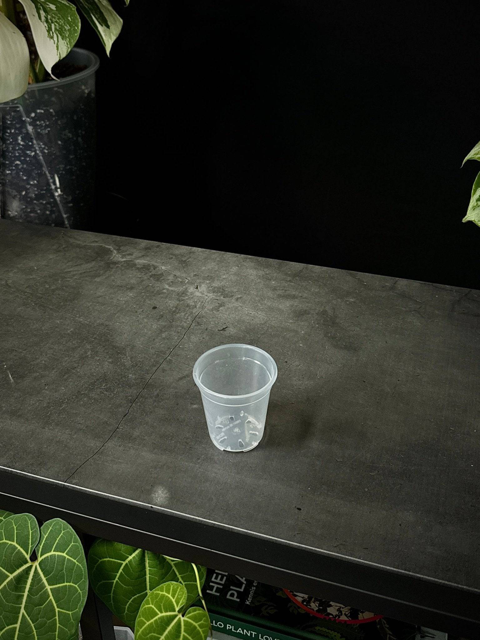 Clear Round Pots - SMUKHI