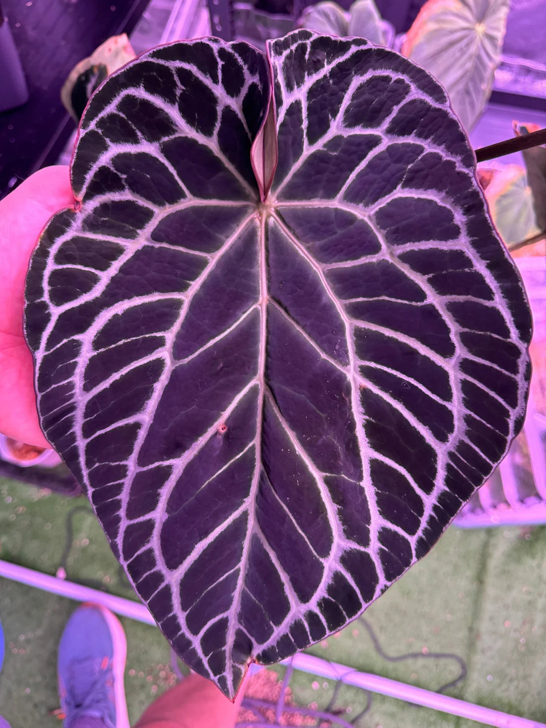 Anthurium Crystallinum ‘Chocolate’ x ‘Labyrinth’