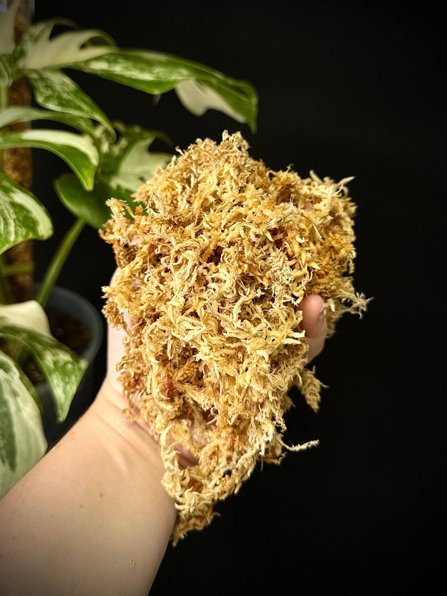 New - Zealand Sphagnum Moss (Premier) - SMUKHI