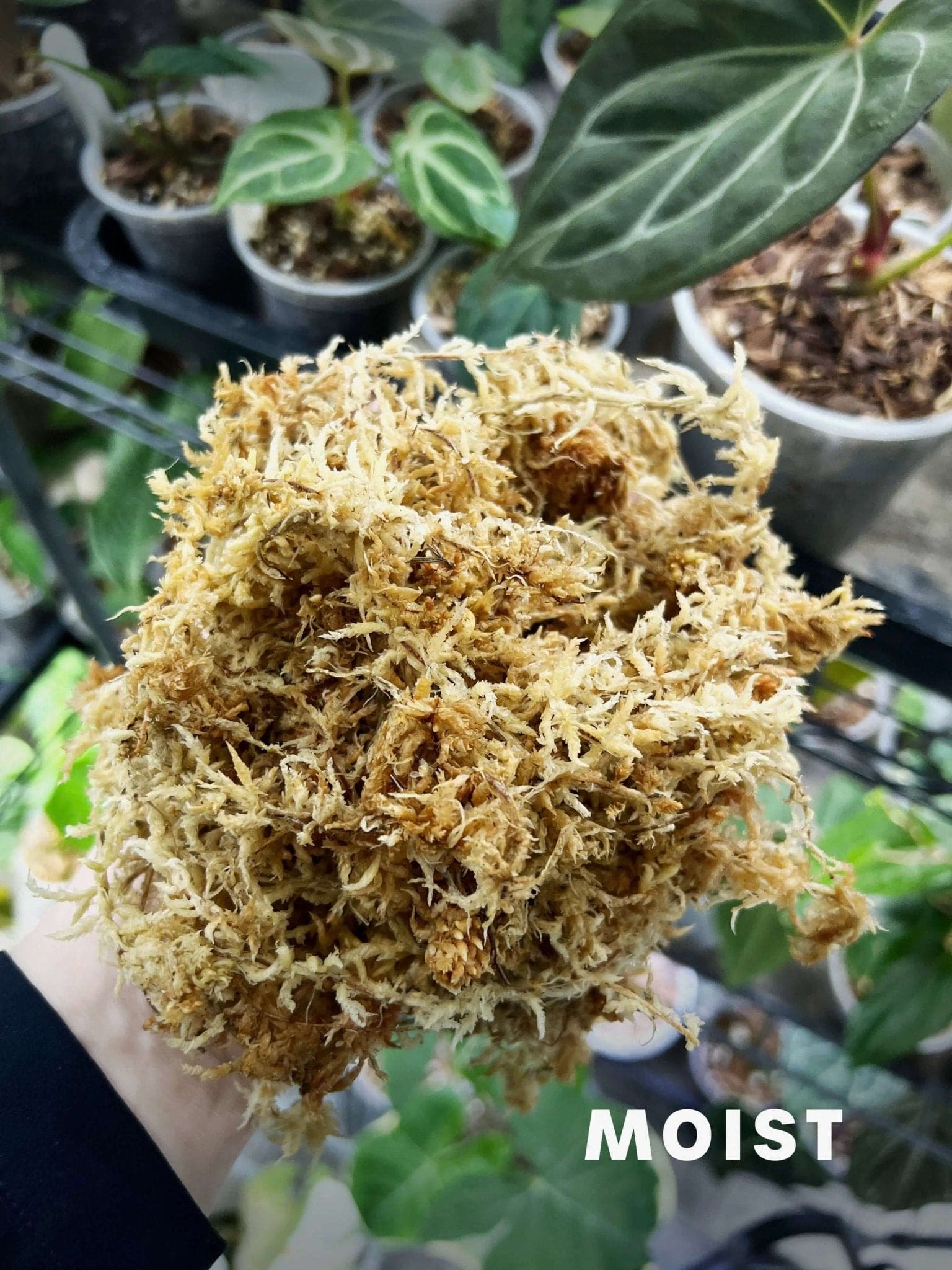 New - Zealand Sphagnum Moss (Premier) - SMUKHI